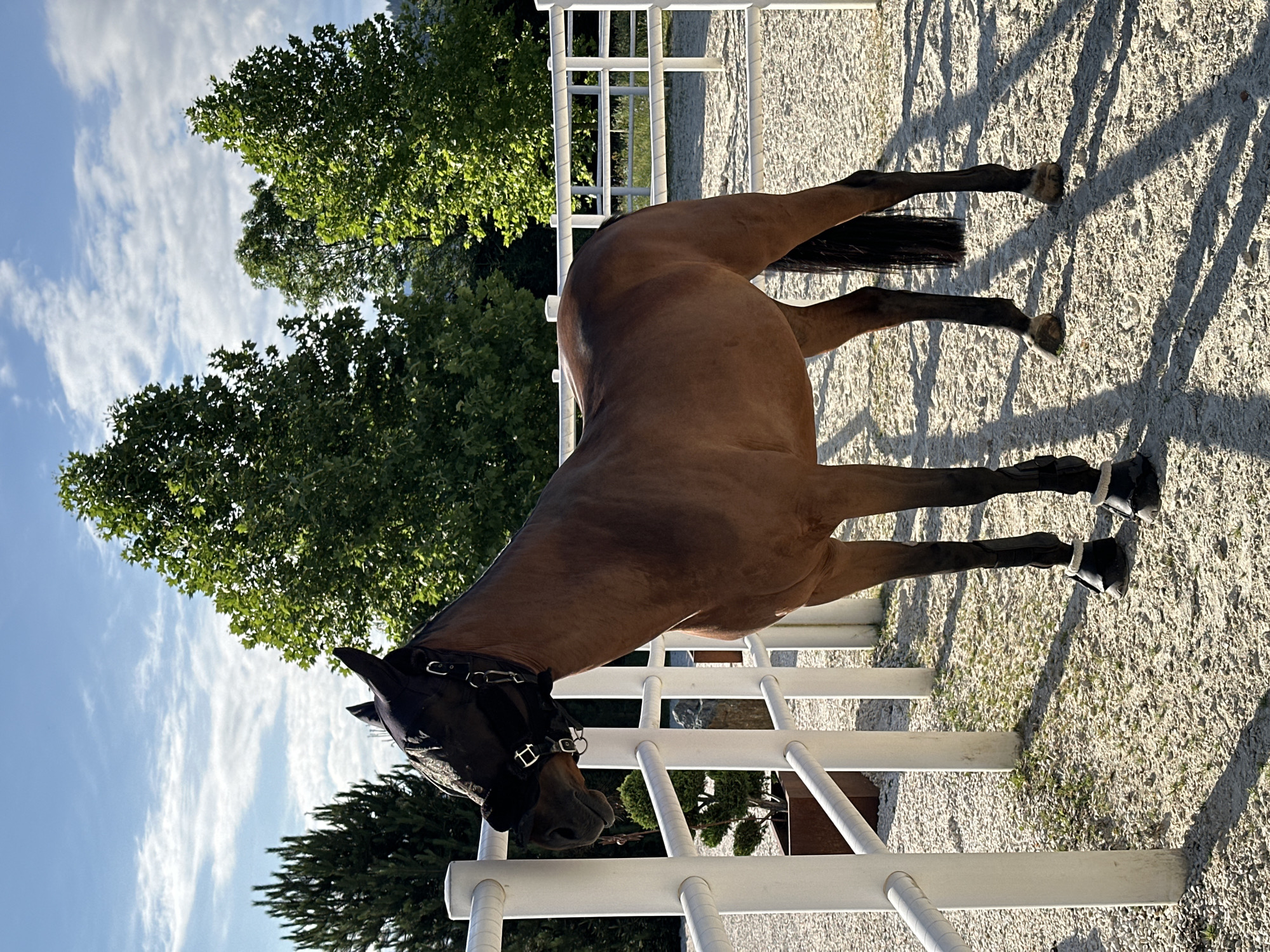 An outdoor scene in St. Veit an der Glan, Austria, features a brown horse standing in a sandy paddock. The horse, wearing a black fly mask and boots on its hind legs, is positioned near a white fence. The environment includes gravelly ground, green trees, and a blue sky with white clouds. The lighting suggests it is daytime.