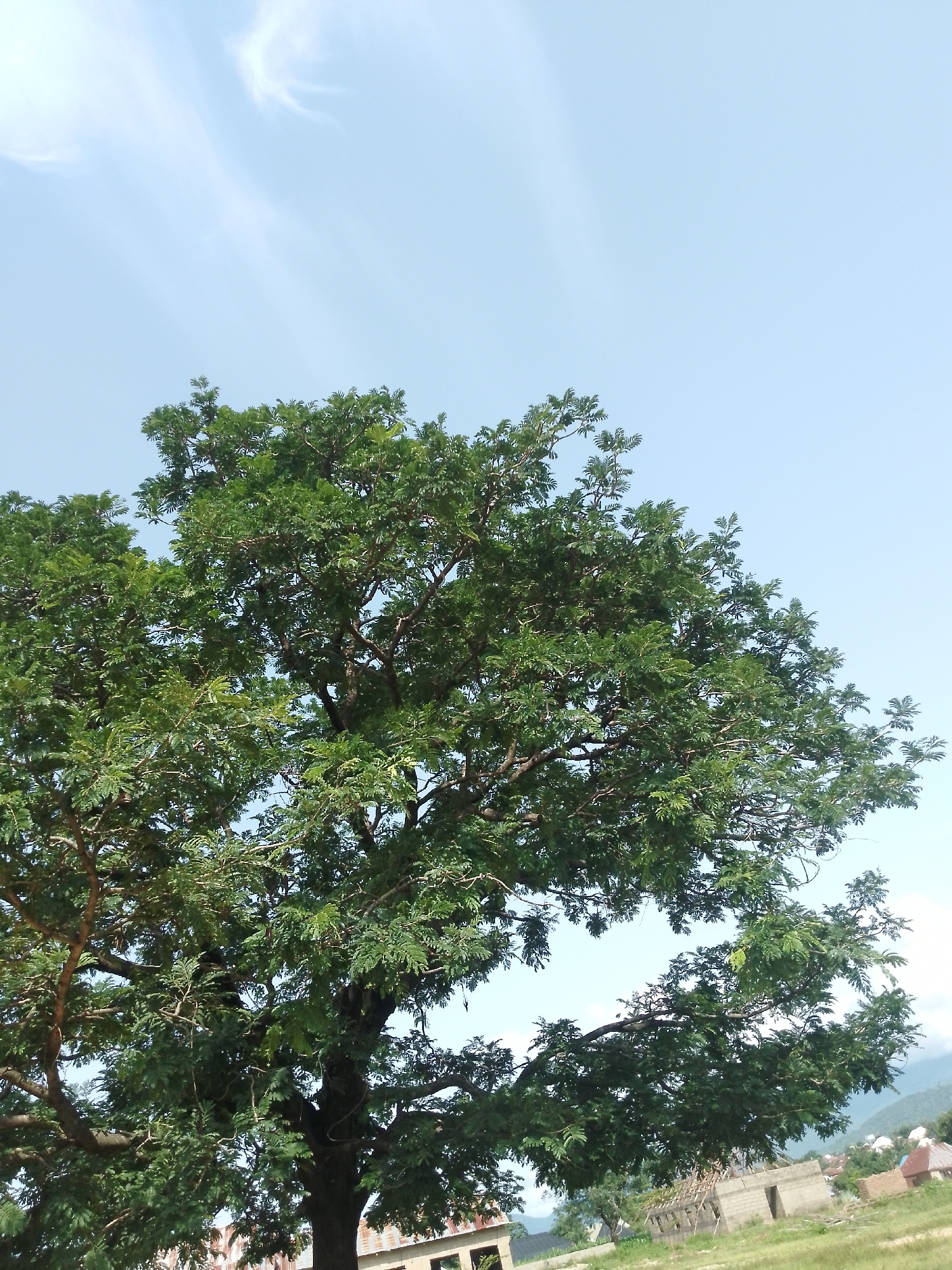 A low-angle medium shot captures a large, leafy green tree dominating the upper portion of the frame against a pale blue sky with wispy clouds. The tree's branches spread widely, obscuring a portion of the sky and creating a dense canopy. In the lower portion of the image, an unpaved ground area is visible, with a few structures in the background. These structures appear to be in various stages of construction or disrepair, with exposed brickwork and unfinished roofs. There are no people or animals visible in the scene. The overall impression is one of a rural or semi-urban environment in Serti, Nigeria, with a focus on natural elements and undeveloped construction sites.