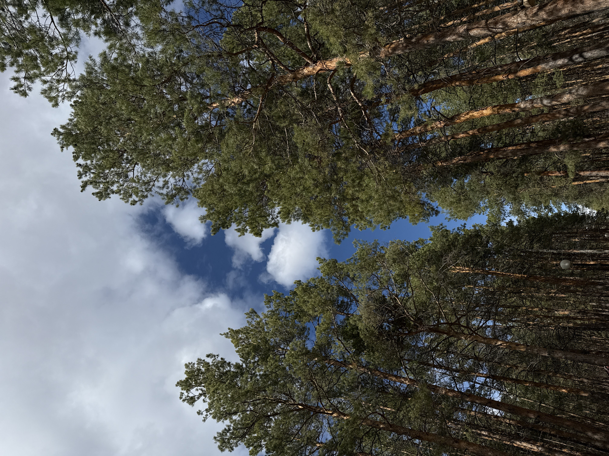 The image presents an upward view through a dense forest canopy, with pine trees dominating the scene. The trunks of the trees are visible, leading up to thick clusters of green needles. Patches of blue sky are interspersed between the treetops, partially obscured by white clouds. The perspective suggests the photo was taken from ground level, looking directly up. The location is likely a forest area in or near Yakutsk, Russia, given the characteristic trees found in that region. There are no people or animals directly visible in the frame. The primary objects are trees, sky, and clouds.