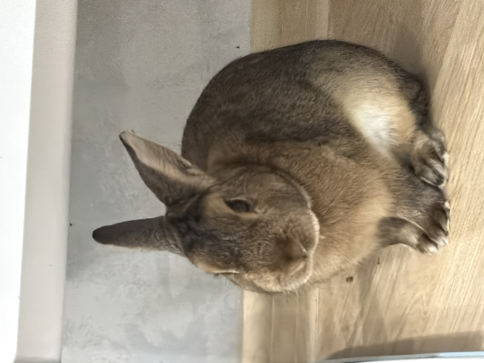 A brown rabbit is sitting on a wooden surface in front of a grey textured wall. The rabbit is facing the camera with its ears up. The lighting is bright. The scene is indoors. No information about Solikamsk, Russia is present in the image.
