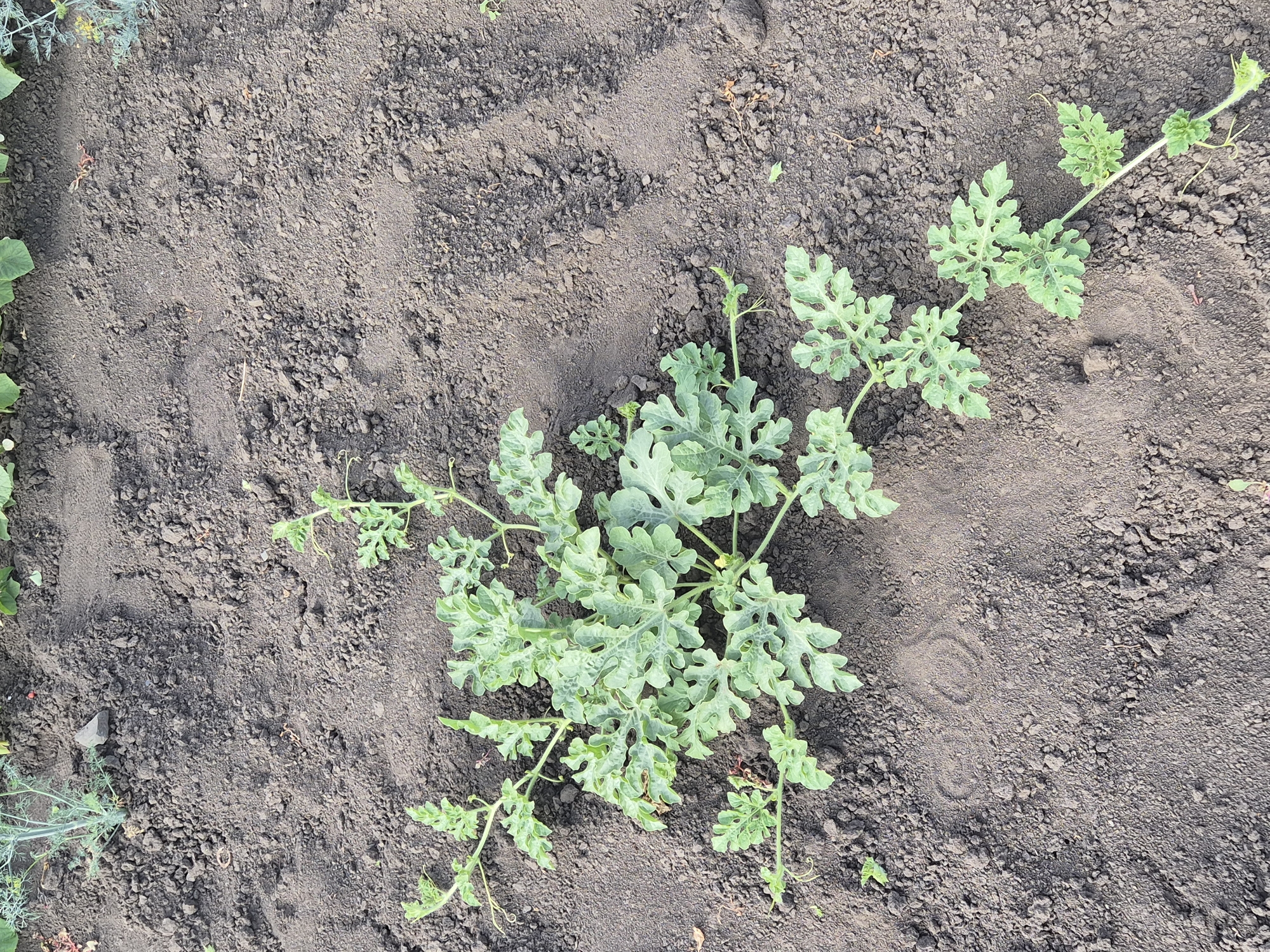 The image shows a close-up view of a young watermelon plant growing in dark soil in an outdoor garden. The plant has a central cluster of broad, lobed leaves and several tendrils extending outwards. The soil is dark and appears somewhat clumpy, with small pebbles and dried plant debris scattered across the surface. In the background, there are hints of other greenery, suggesting a cultivated area. The scene is likely a garden in Sozonivka, Ukraine, given the context provided. There are no people or animals visible in the image. The image is taken from a high angle looking down at the plant.