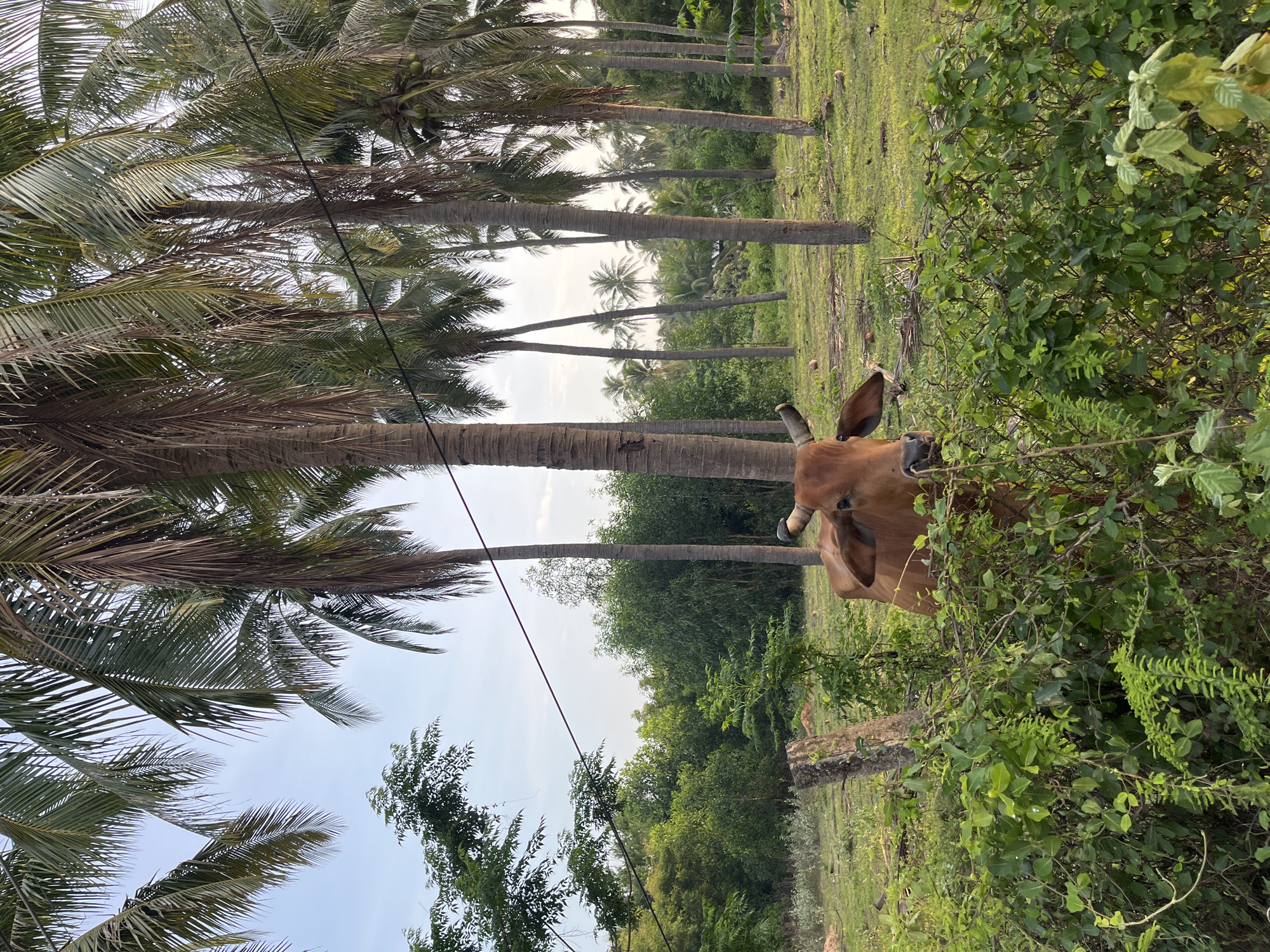 A brown cow with short horns is partially obscured by lush green foliage in the foreground, looking towards the viewer. It stands in a grassy field dotted with fallen coconut husks. Behind the cow, a row of tall, slender palm trees stretches into the distance, their fronds creating a canopy against a bright sky. The landscape suggests a rural or semi-rural setting, consistent with the outskirts of Mũi Né, Vietnam, a region known for its coastal scenery and coconut groves. A rough wooden post is visible to the left of the cow, further emphasizing the natural environment. The image captures a peaceful, sunlit moment in this tropical locale.