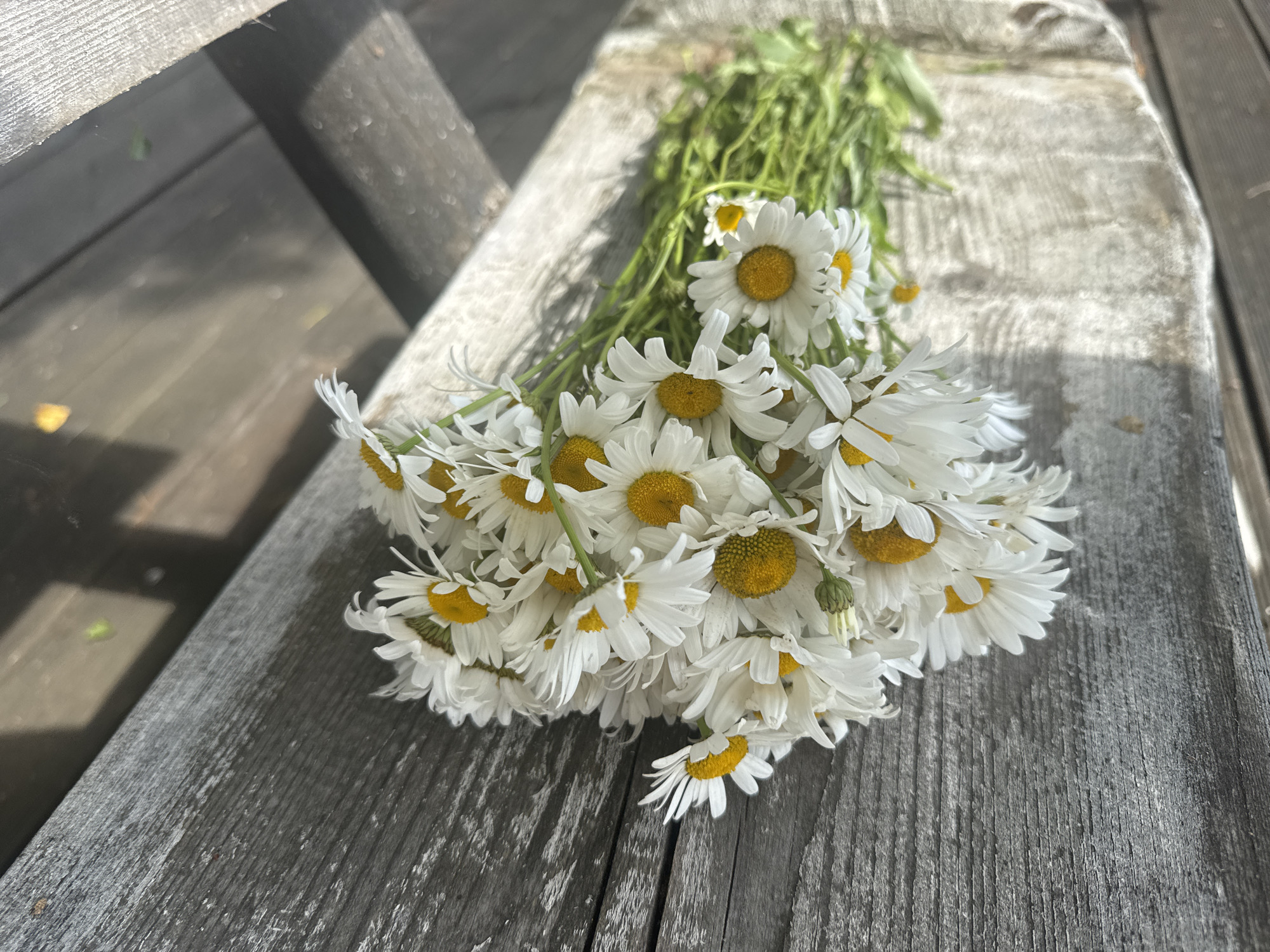 A bouquet of white daisies with yellow centers lies on a weathered wooden surface. The bouquet is lush, with many flowers and green stems. The wooden surface appears to be part of a bench or table, with visible grain and texture. Sunlight casts shadows across the scene, indicating an outdoor setting. The image is shot from a slightly elevated angle, looking down at the bouquet. The location in Pozdyshki, Russia is not discernible from the image itself.