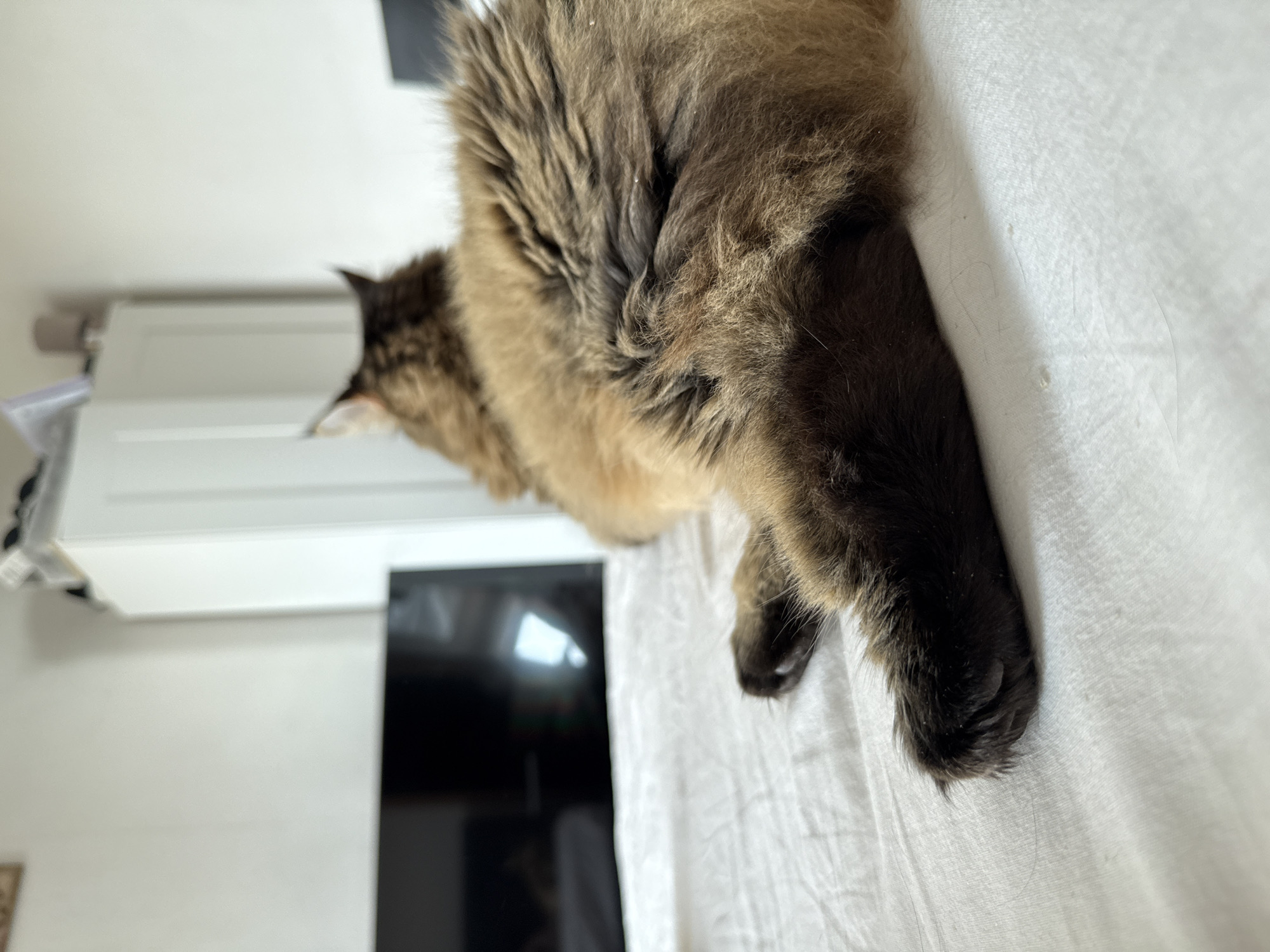 The image shows a brown and black long-haired cat lying on a white surface, possibly a bed or blanket. The cat is positioned diagonally across the frame, with its head towards the left and its paws towards the lower right. The cat's fur appears fluffy. In the background, there is a white wall with a television mounted on it and a shelf above the television. There is no indication of the location being in Izhevsk, Russia.