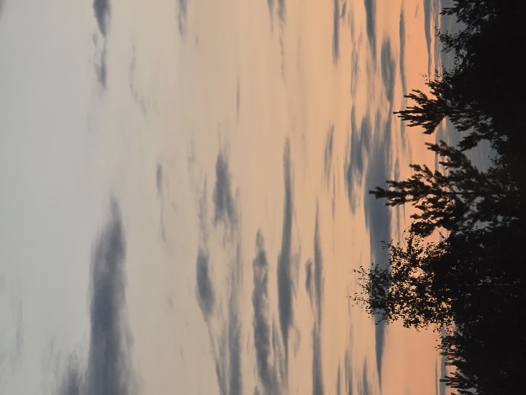 The image depicts a silhouetted tree line against a dusky sky, likely taken at dusk or dawn. The sky exhibits a gradient of colors, transitioning from a pale blue at the top to soft oranges and peaches closer to the horizon. Wispy, dark clouds are scattered across the sky, adding texture and depth. In the foreground, the dark silhouettes of various trees, including a deciduous tree with sparse branches and needle-leafed evergreens, are visible against the lighter sky. The scene does not contain any people or identifiable urban features, suggesting a natural or semi-natural environment. There is no information in the image to confirm a specific location within Vilnius, Lithuania.