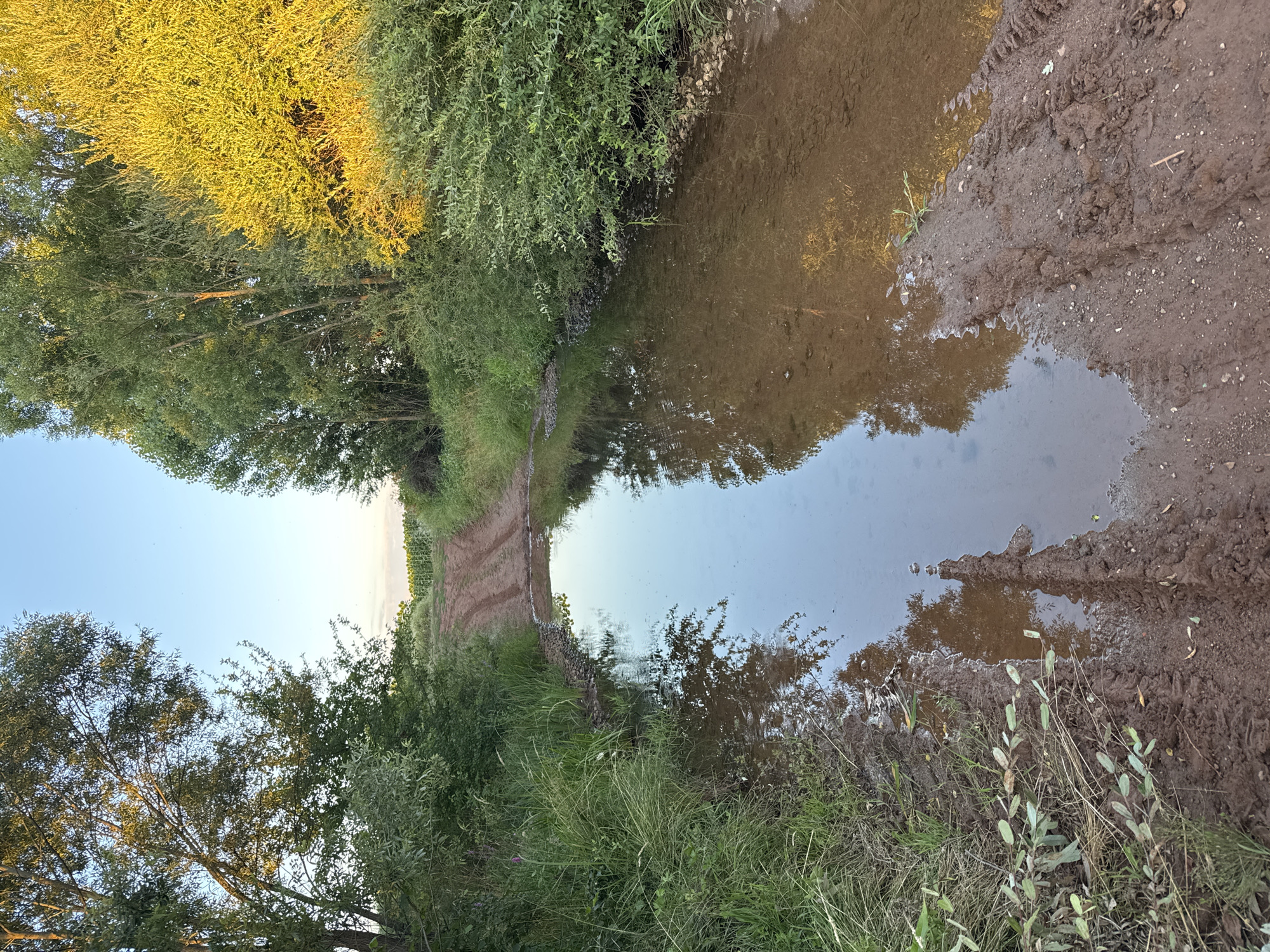 The image depicts a muddy dirt road with a large puddle in the foreground, reflecting the sky and surrounding trees. The road appears to be in a rural area, possibly outside of a city. On either side of the road, there is thick green vegetation and trees. The sky is a clear blue with a hint of sunset colors on the horizon. The overall impression is one of a natural, uncultivated landscape. This scene is located in the village of Noevtsi, Bulgaria.