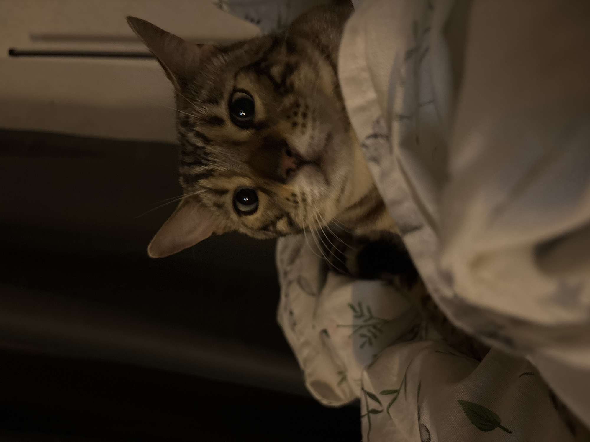 In Noviy, Russia, a Bengal cat is nestled amongst white bedding with a subtle green leaf pattern. The cat's fur is a mix of brown and black stripes, with large, dark eyes that reflect the dim lighting. The background is dark, with the faint outline of what appears to be curtains. The image is taken from a close-up perspective, focusing on the cat's face and upper body. The lighting suggests it is nighttime or a dimly lit room.