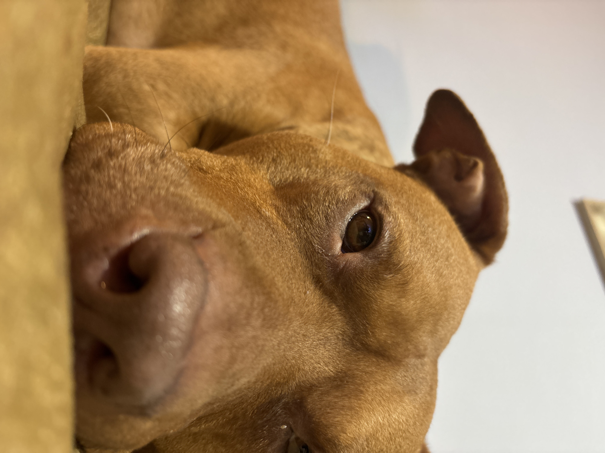A close-up, angled shot focuses on a light brown dog, possibly a pit bull mix, resting its head against a soft, tan-colored object, likely a couch cushion. The dog's nose is prominently featured in the foreground, and one of its brown eyes is visible, gazing upwards. Part of the dog's ear is also visible. The background is a plain white wall. There is no visible evidence to place this image in Sofia, Bulgaria.