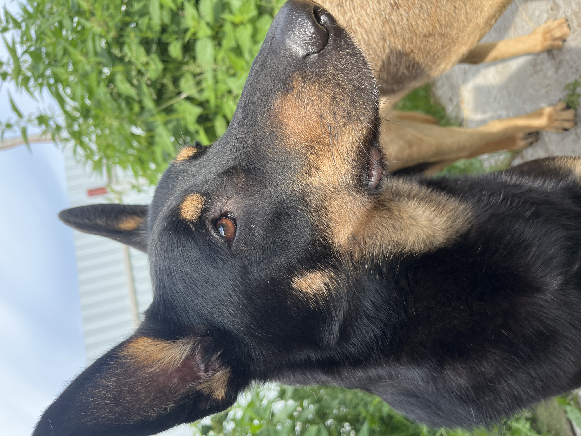 A close-up, outdoor, eye-level shot focuses on the head and upper torso of a black and tan dog, positioned in the foreground and angled to the right. The dog's large, erect ears are prominent, one with a portion of a blurry white fence visible behind it. Its intelligent brown eye stares off to the right, its muzzle pointed in the same direction. Hints of tan fur appear on its cheeks and above its eyes. The background is a blur of lush green foliage, suggesting a natural or garden setting. A portion of another tan dog's hindquarters is visible behind the main subject, to the right. The ground beneath the dogs appears to be a light-colored, possibly paved or gravel surface. The sky above is a pale blue with some white clouds. The scene appears to be in a backyard or open outdoor area, with no specific urban landmarks of Nizhny Tagil, Russia, identifiable in the composition.