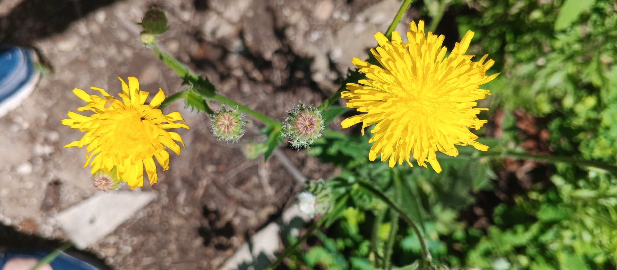 In Popivka, Ukraine, a close-up, high-angle shot reveals two bright yellow dandelion flowers and two unopened buds. The flowers are in full bloom, with intricate ray florets radiating outwards. The buds are covered in fine, downy hairs and show hints of pink and green. The background is a mix of dry, dusty earth and lush green foliage, suggesting a natural outdoor setting. A blue shoe is partially visible in the lower left corner, indicating the presence of a person or photographer. The scene is brightly lit by sunlight, creating a vivid and naturalistic portrait of these common wildflowers.