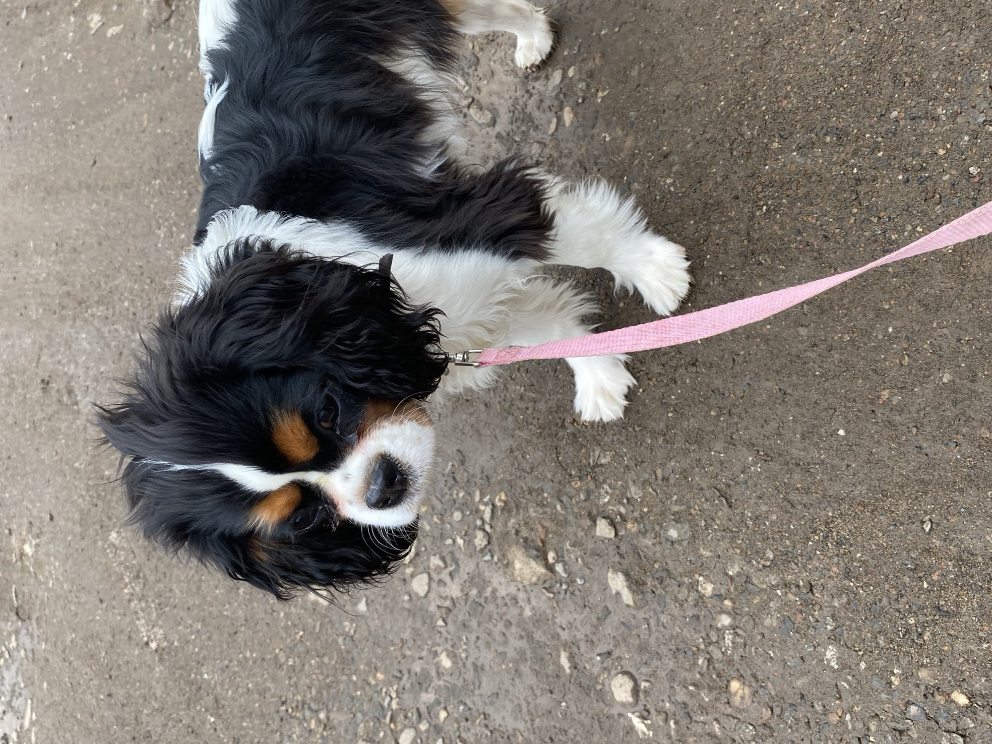 An overhead shot captures a tricolor Cavalier King Charles Spaniel dog lying or sitting on a greyish-brown, textured ground, possibly asphalt or a gravel path, in Votkinsk, Russia. The dog's fur is predominantly black and white, with distinct tan markings on its face, particularly around its eyes and cheeks. A bright pink leash is attached to its collar, extending towards the right of the frame. The dog is looking directly up at the camera with a curious and calm expression. The ground appears slightly damp in areas, suggesting overcast weather or recent moisture. The lighting is soft, indicating daytime. There is no visible text in the image.