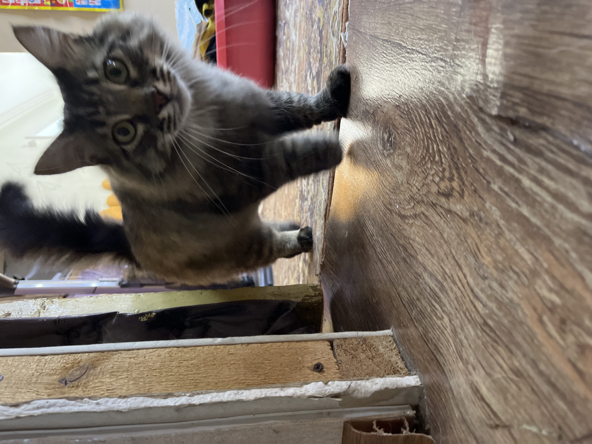 The image depicts a domestic interior scene. A tabby cat is the central subject, standing on a wood-effect linoleum floor. The cat is facing the camera, with its body angled slightly to the left. Its fur is a mix of grey, brown, and black. The cat has green eyes and prominent whiskers. In the background, a doorway is visible, with its frame and partially exposed wall construction. To the right of the doorway, a red plastic container is present, partially obscured by the cat. The overall environment suggests a home setting, possibly in need of renovation due to the exposed wall materials. The lighting appears to be artificial, casting shadows on the floor. The location is identified as Krasnyye Barrikady, Russia.