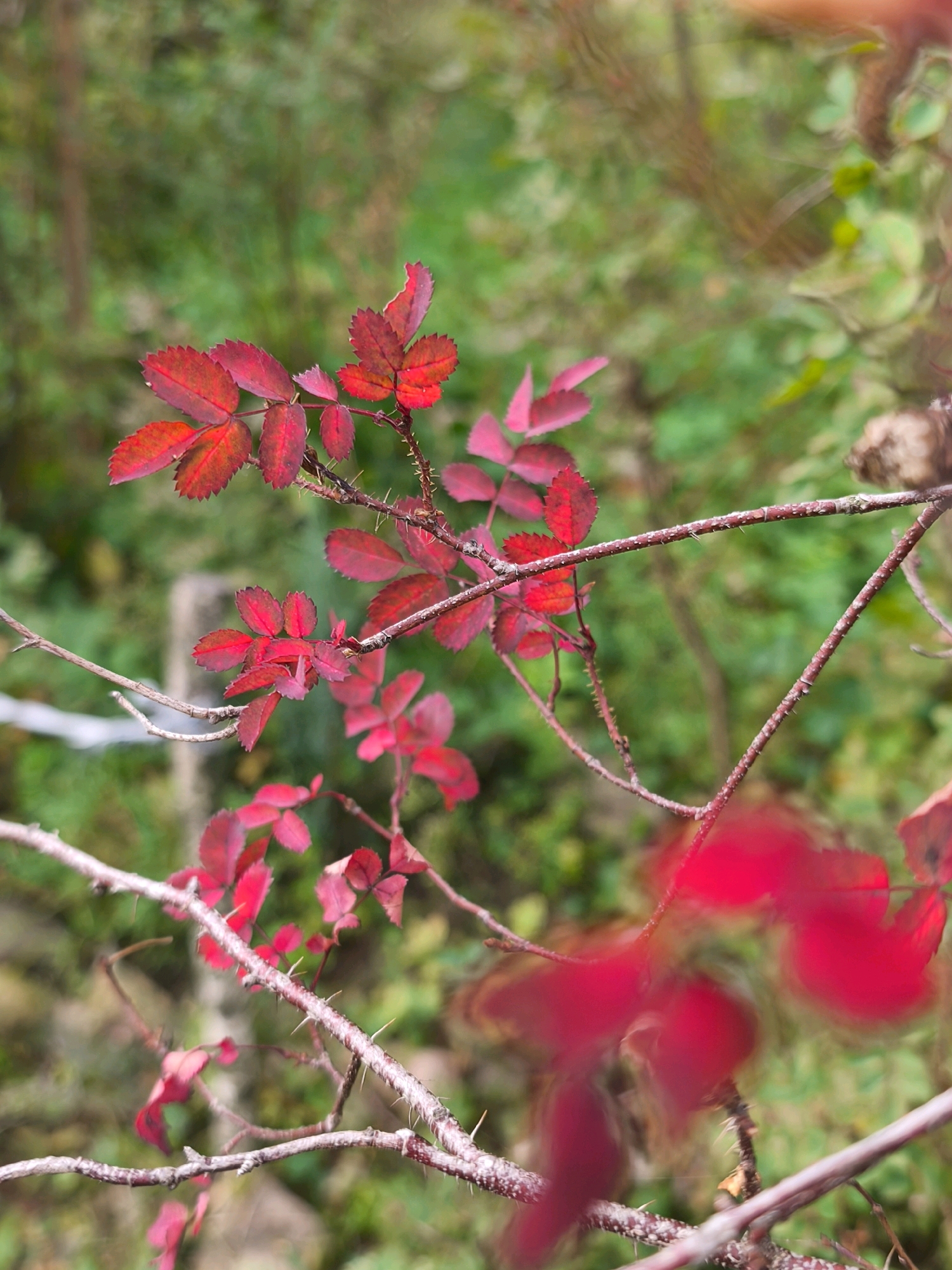 In Mahilyow, Belarus, a close-up, top-down view captures the thorny branches of a rose bush against a softly blurred green background. The branches are adorned with vibrant red leaves, some sharp and defined, others blurred and impressionistic. The leaves display serrated edges and a rich, deep red hue, with hints of lighter tones where the light catches them. The branches themselves are thin and woody, covered in sharp thorns that are clearly visible. The out-of-focus background suggests an outdoor setting with foliage and possibly other plants, creating a naturalistic and somewhat wild environment. The overall impression is one of autumn's vibrant colors and the stark beauty of the plant's structure.