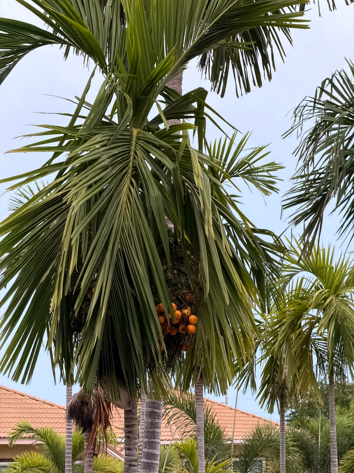 The image shows a cluster of palm trees with visible fronds and some fruit. In the background, the orange-tiled roofs of several buildings are visible, suggesting a residential or tropical setting. The sky is overcast. The scene is likely captured in a tropical or subtropical climate, consistent with the city of Hua Hin City Municipality, Thailand, known for its beaches and palm tree-lined streets. There are no people or animals depicted in the image.
