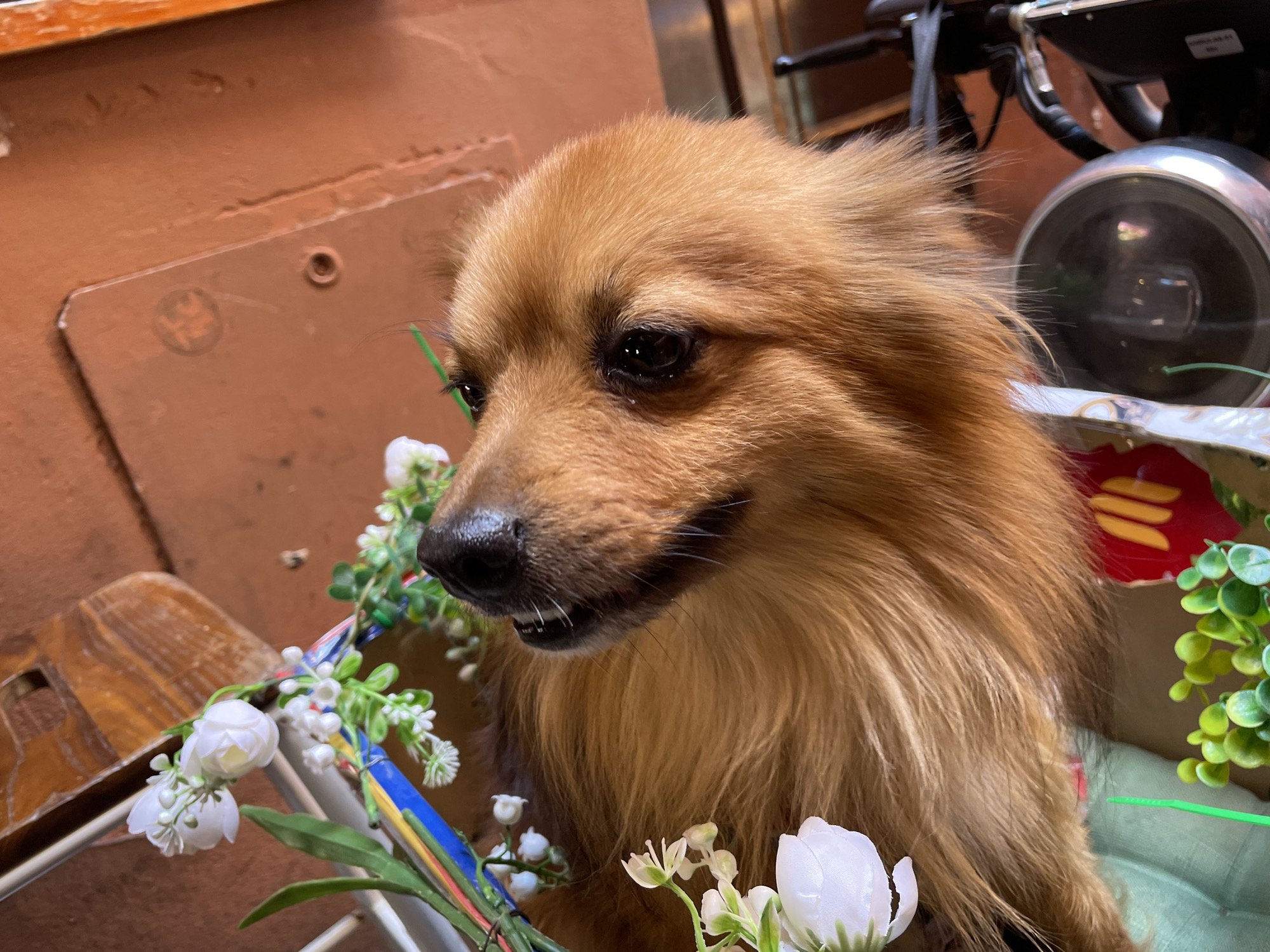 A tan, long-haired dog with a black nose and dark eyes sits amidst faux flowers on what appears to be a wooden chair. The dog is the focal point of the image, positioned towards the left side of the frame. The dog is wearing what appears to be a collar or decorative arrangement of artificial white flowers and green foliage. Behind the dog, out of focus, is part of a wheelchair. The backdrop consists of a brown wall. While specific details like building styles, street signs, or famous landmarks are absent, the metadata suggests that the picture was taken in Bologna, Italy.