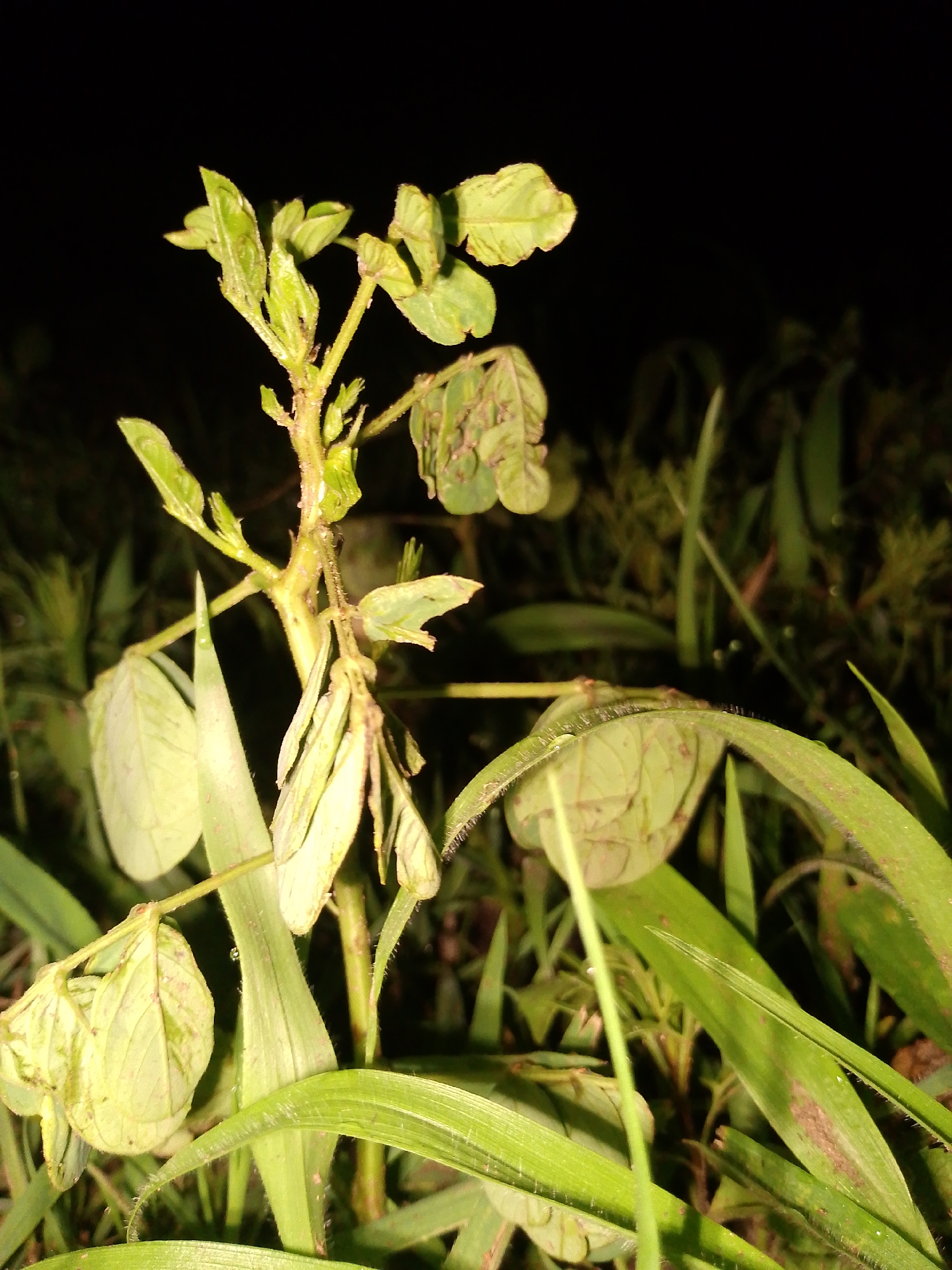 The image shows a close-up of a plant with compound leaves, featuring rounded leaflets, amidst blades of grass. The background is dark, likely indicating a nighttime setting. The plant appears to be in a field or grassy area in Barikin Gidar Kanat, Nigeria.