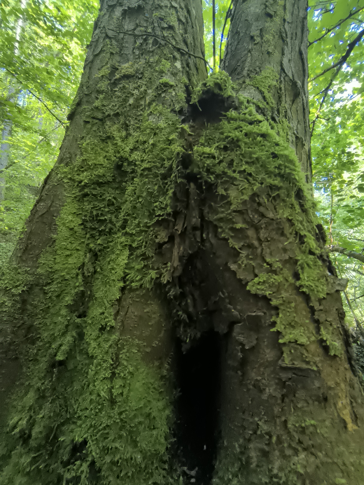 The image shows a close-up, low-angle view of the base of two moss-covered trees in a forest. The trees are thick and appear old, with rough bark. Bright green moss covers a significant portion of their trunks, creating a textured, organic surface. There is a dark opening or cavity visible between the two trees at their base. The background is filled with lush green foliage and dappled sunlight, indicating a natural woodland setting. The image does not depict any people or specific landmarks that would identify its location within Kovachevitsa, Bulgaria.