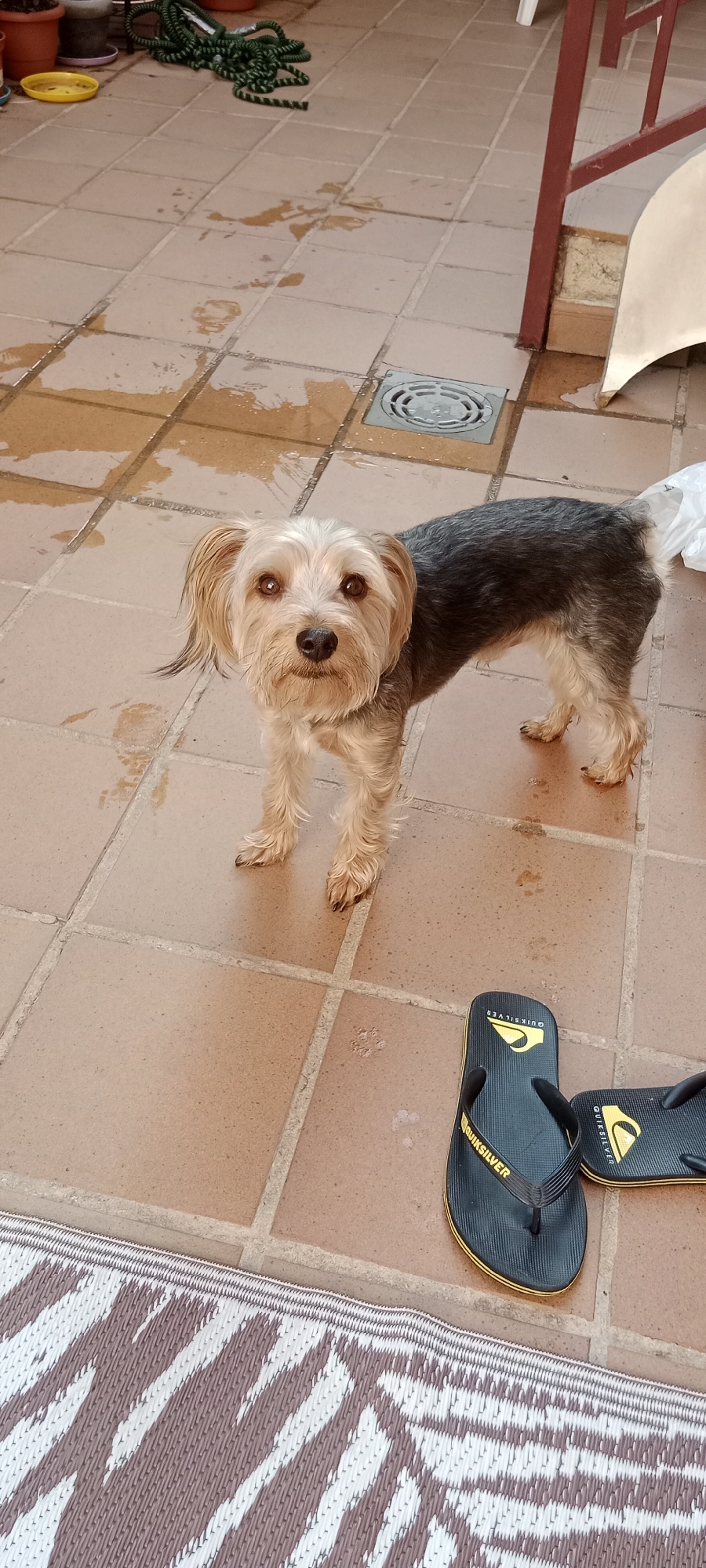 A small terrier mix dog with tan and grey fur stands on a tiled patio. The dog is facing the camera with its head tilted slightly. The patio tiles are reddish-brown and appear wet in places, suggesting recent rain or cleaning. There is a drain cover visible in the background. To the right of the dog, there is a pair of black flip-flops with a yellow trim and a Quiksilver logo. In the foreground, a woven rug with a brown and white zigzag pattern is visible. The scene appears to be outdoors, likely a backyard or patio area.