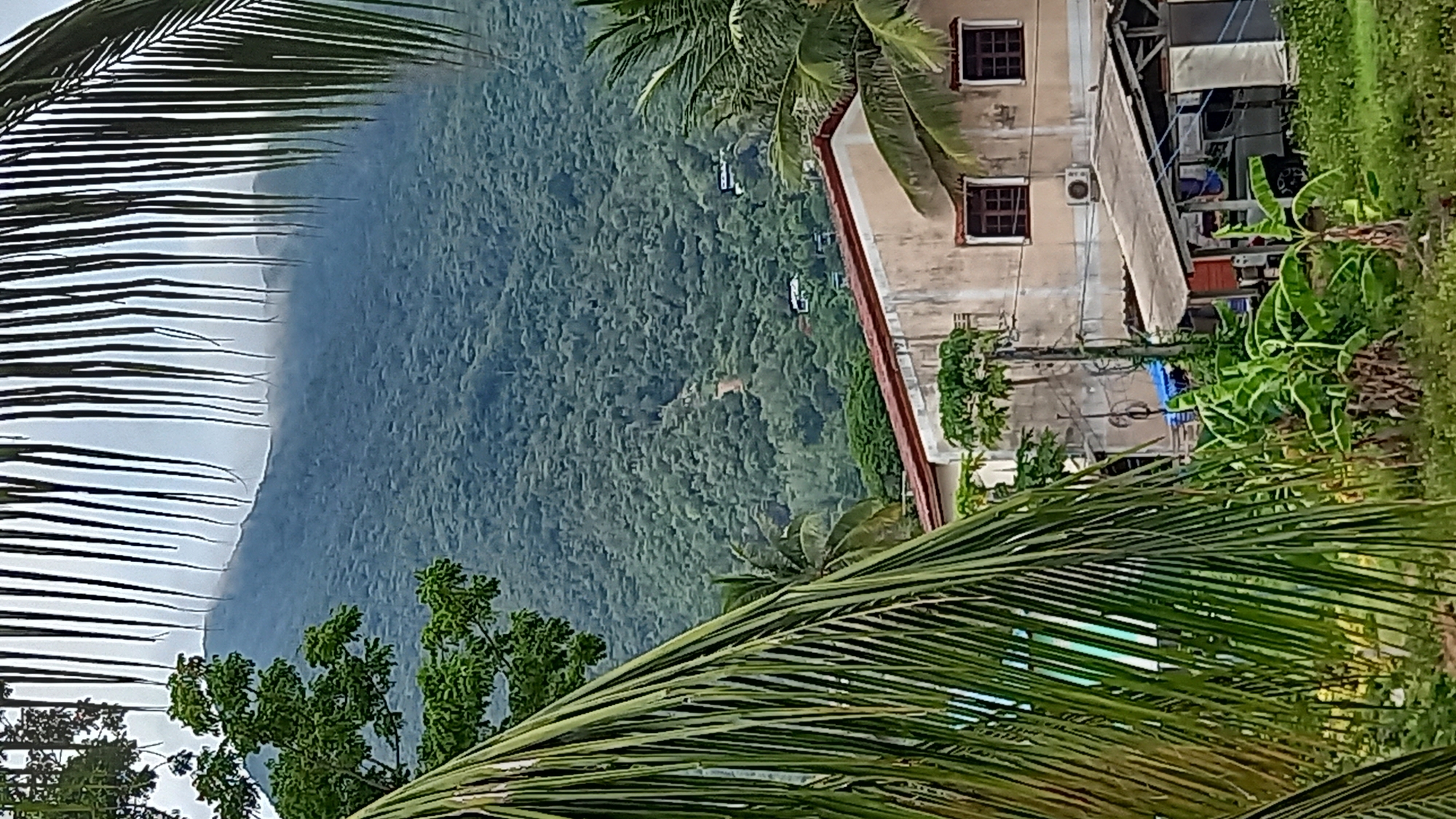 The image captures a view of a lush, green mountainside covered in dense vegetation, likely a tropical forest. A dirt road winds its way up the slope, and several small structures, possibly houses, are visible nestled among the trees. In the foreground, the leaves of palm trees frame the scene, partially obscuring the view of a light-colored building with a reddish-brown tiled roof. This building appears to be a residential or commercial structure, with windows visible. Below the building, there is a smaller, open-sided shelter with a corrugated metal roof, under which a vehicle is parked. Tropical plants, including banana trees, are abundant in the immediate foreground. The overall atmosphere suggests a tropical, possibly rural or semi-rural, setting within the geographical context of Koh Phangan, Thailand.