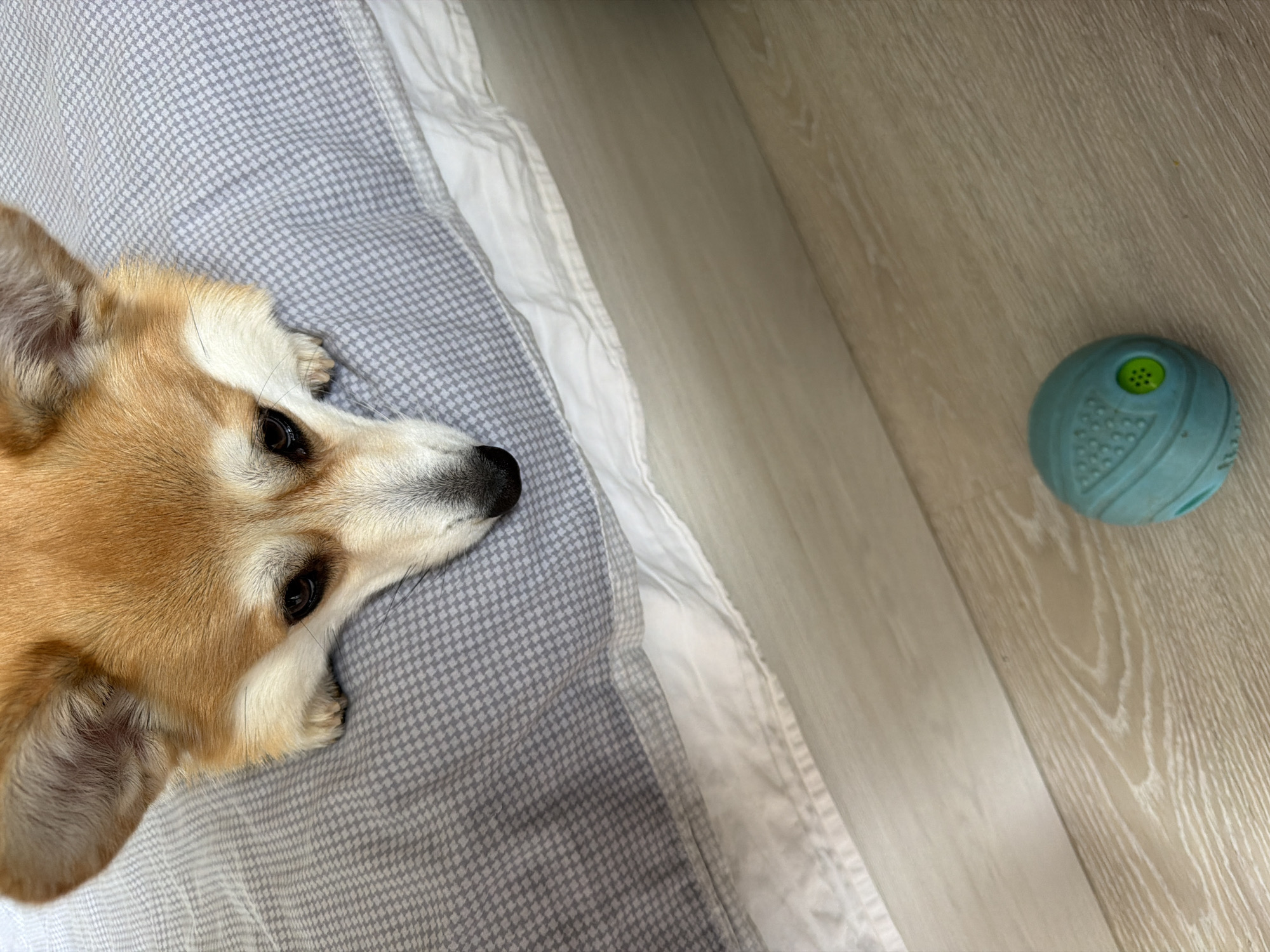 A Corgi dog is lying on a bed with its head hanging over the edge, looking down at a teal-colored toy ball on the wooden floor. The dog's fur is golden brown and white. The bed is covered with a gray and white patterned sheet. The floor is light-colored wood laminate. The image was taken indoors. The location of Chaikovsky, Russia is not determinable from the image.