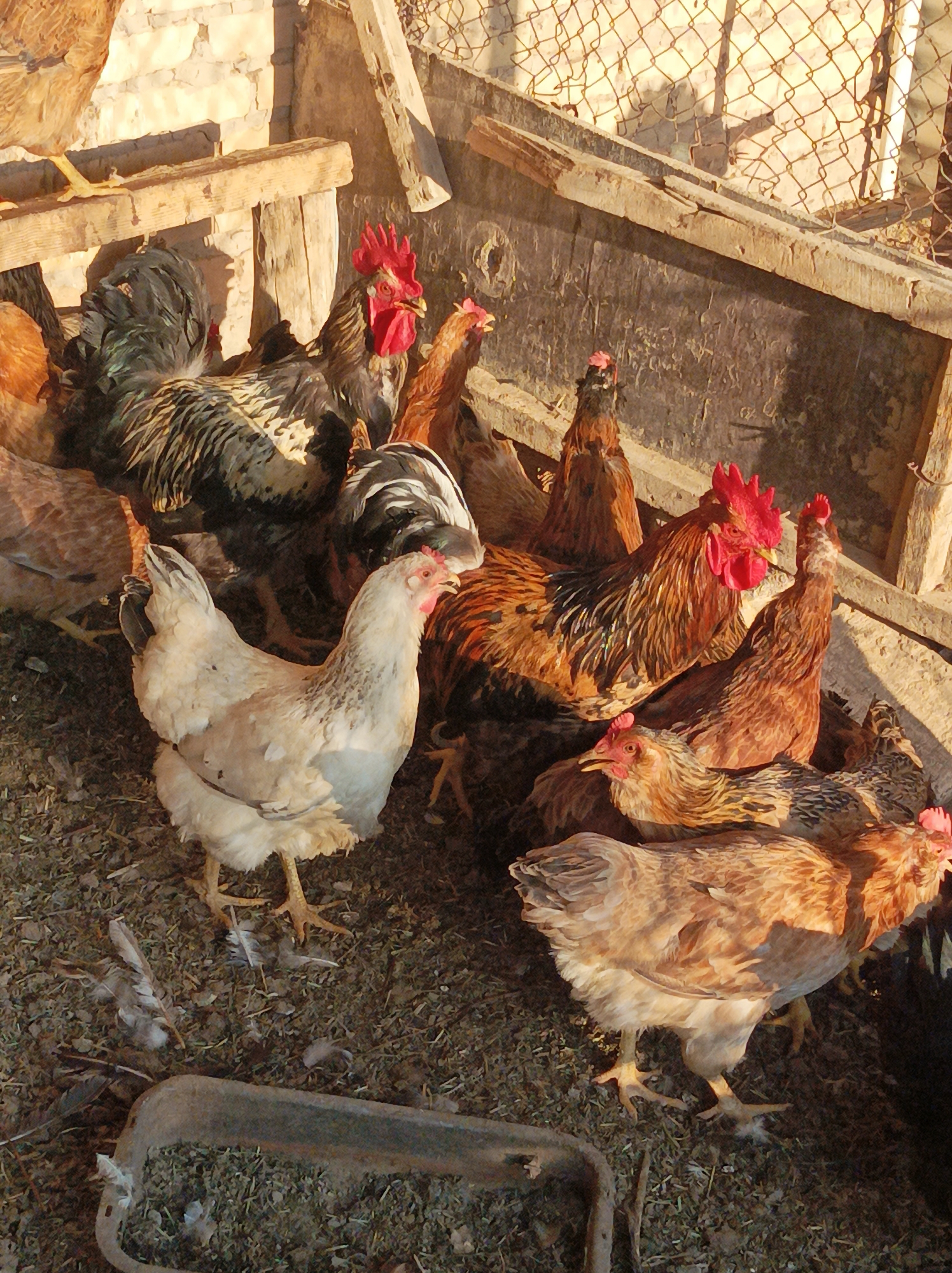 This image depicts a group of chickens, including several roosters and hens, in an outdoor enclosure. The enclosure appears to be made of wood and wire mesh, with a brick wall in the background. The ground is covered in dirt and straw. The chickens are varied in color, with some having dark feathers and others being lighter brown or white. One prominent rooster in the center has a bright red comb and wattles, and iridescent black and green feathers. Another rooster, partially obscured, also displays a red comb. Several hens are visible, with one light-colored hen standing out in the foreground. The lighting suggests it is daytime, with sunlight casting shadows. The scene is consistent with a rural setting or a farm, possibly within the vicinity of Seýdi, Turkmenistan, where such enclosures for poultry are common. There are no people visible in the image.