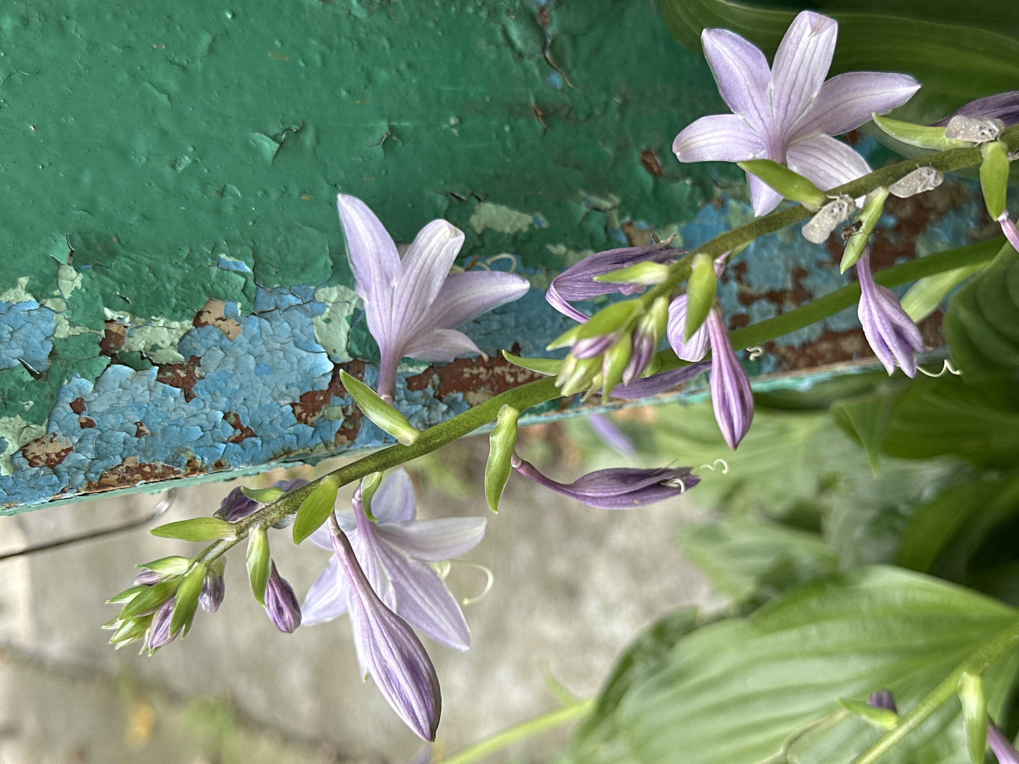 A close-up, eye-level shot captures a stalk of light purple hosta flowers against a weathered green metal post. The post shows areas of peeling blue and brown paint, indicating age and exposure to the elements. The hosta stalk is adorned with several open flowers and buds, some of which are drooping. The delicate, star-shaped petals of the open flowers are a pale lavender with darker purple veins. Unopened buds are a deeper purple, some still enclosed in green sepals. Two small, light-colored insects, possibly planthoppers, are visible on the stalk near an open flower, and a tiny ant is also present. Lush green hosta leaves form the background, adding depth and contrast to the foreground subject. The overall impression is one of natural beauty juxtaposed with urban decay. The scene appears to be in a garden or yard setting within the city of Yessentuki, Russia, suggested by the context of the prompt, though no specific landmarks confirm this location.