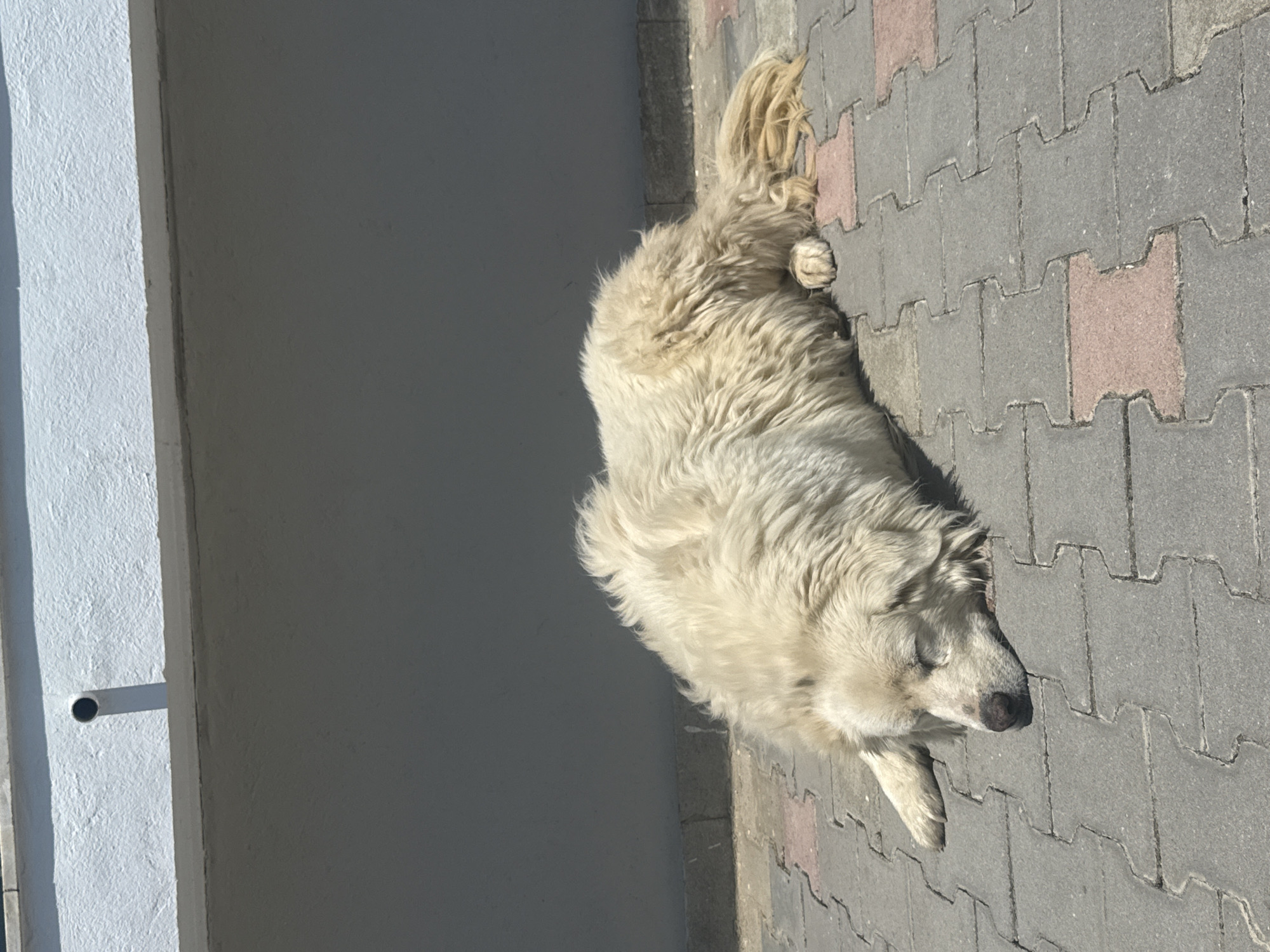 A fluffy, white dog is lying on a paved surface next to a building. The dog appears to be resting or sleeping. The paved surface consists of grey and pink interlocking blocks. The building wall is grey and white. The location is in a city, but the specific city and location are unknown.