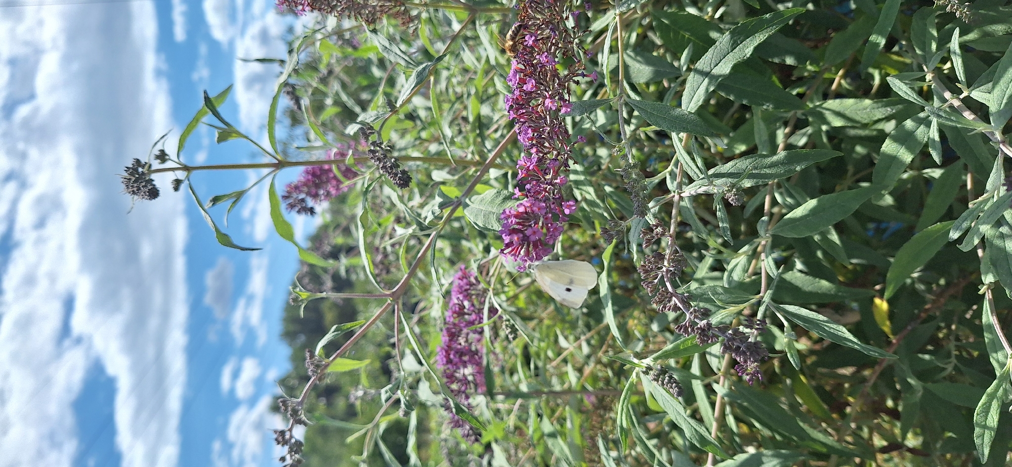 The image shows a close-up of a flowering plant with purple blossoms against a bright blue sky with scattered white clouds. A white butterfly with black spots on its wings is perched on one of the purple flower clusters. To the right of the butterfly, a bee is also visible on the flowers. The plant has long, green leaves. The background consists of blurred greenery and trees, suggesting an outdoor setting. The scene is bathed in natural sunlight. The image was captured in Karlsruhe, Germany.