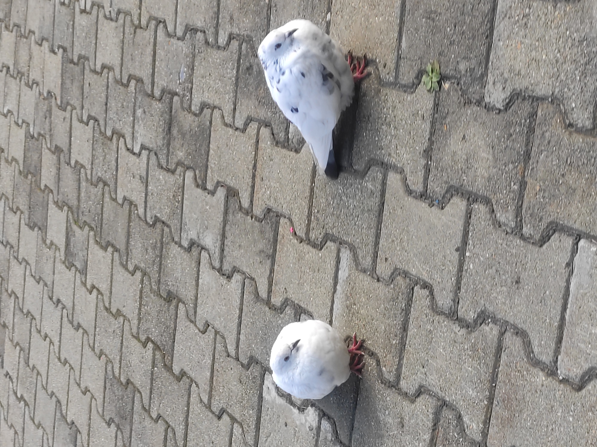 Two pigeons, one pure white and the other white with black speckles, stand on a paved surface composed of interlocked gray rectangular stones. The white pigeon is on the left, facing the camera. The speckled pigeon is on the right, facing away from the camera and slightly to the right. A small green plant with four leaves grows from a crack between the paving stones on the right side of the image. The scene appears to be an outdoor public space, possibly a park or walkway in Yekaterinburg, Russia.