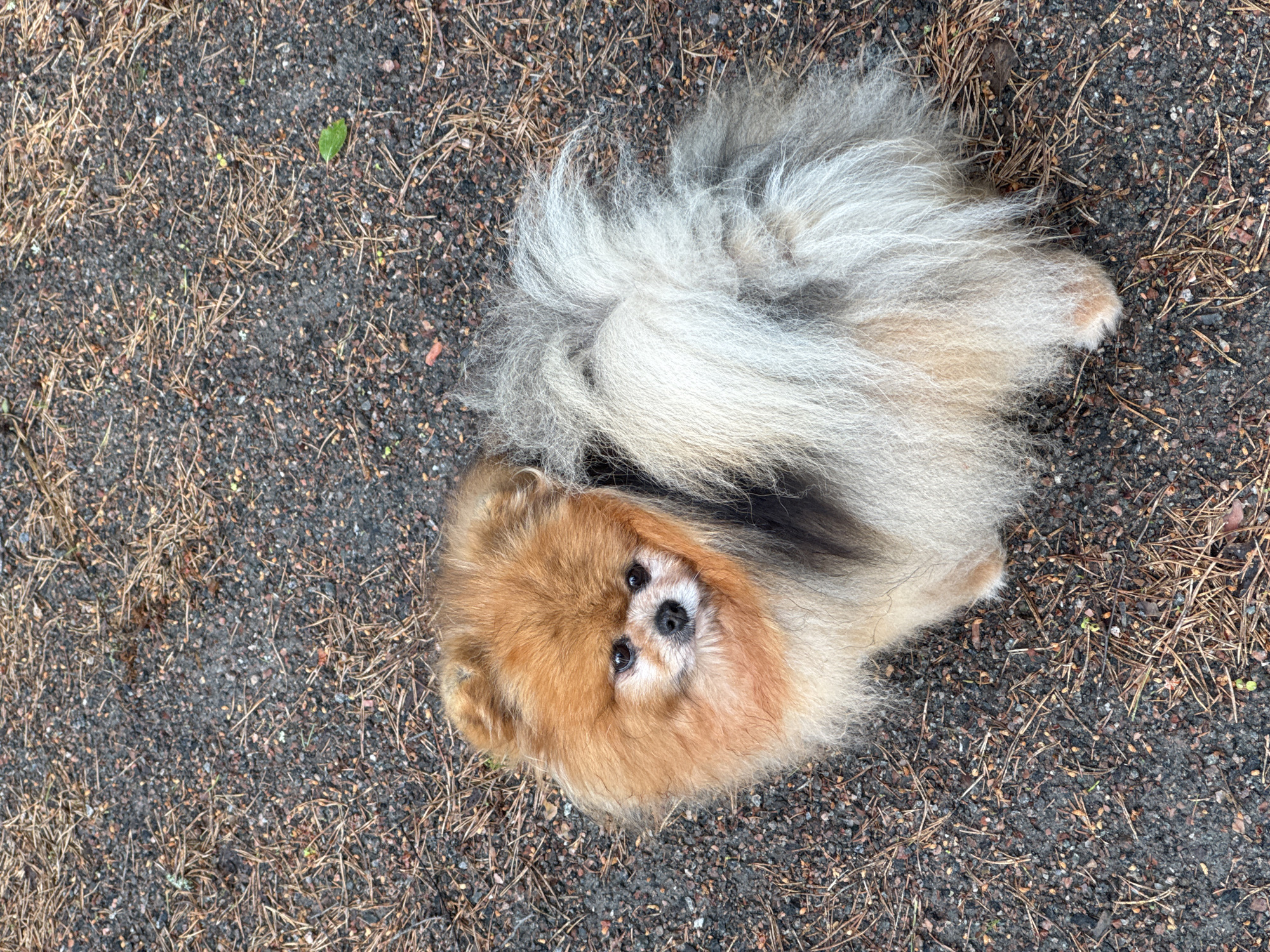 A Pomeranian dog with fluffy orange and grey fur is sitting on a ground covered with gravel and dry pine needles. The dog is looking directly at the camera with its head slightly tilted. Its eyes are dark and alert, and its nose is black. The dog's tail is large and bushy, with a mix of grey and cream-colored fur. The environment appears to be outdoors, possibly a park or wooded area, given the presence of pine needles and gravel. The lighting suggests it is daytime.
