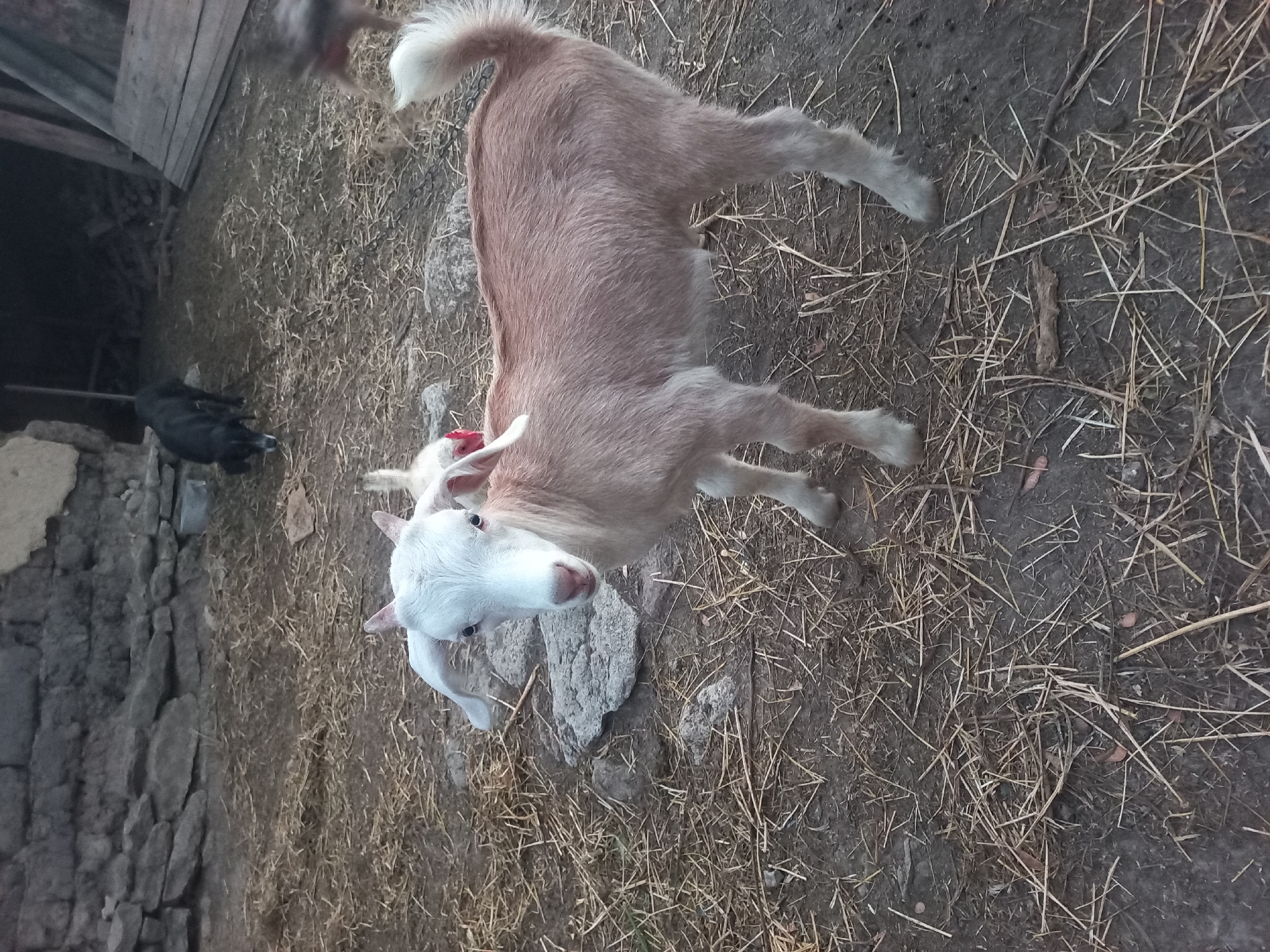 A young, light-colored goat stands in a dirt yard littered with straw and small rocks. The goat has white fur with a reddish tint on its back, long floppy ears, and a white tail. It is facing the camera with its head slightly tilted. In the background, a dark-colored dog is visible, and part of a rustic, stone building can be seen. Wooden planks are also present in the background. The scene appears to be outdoors in a rural setting, possibly a farm or a yard in Calarașovca, Moldova.