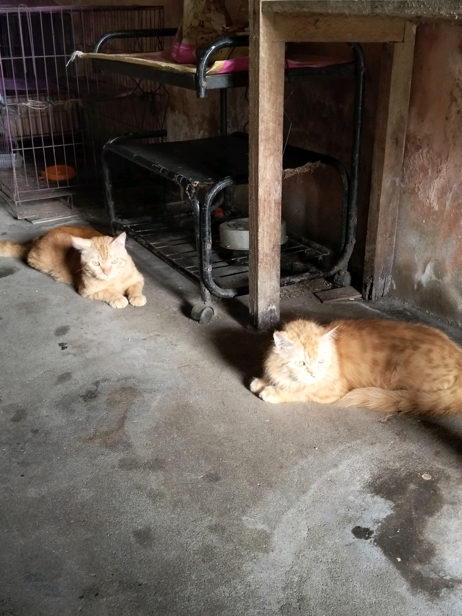 Two ginger cats are lying on a concrete floor in a dimly lit, cluttered room. To the left, a metal pet cage is visible, with an orange object inside. Behind the cats, a black metal shelving unit with multiple tiers is present, and a wooden structure with rough, unpainted surfaces is to the right. The walls appear to be made of rough, possibly discolored plaster or concrete. The scene suggests a domestic or animal care setting, possibly a shelter or a home with multiple pets. The lighting is uneven, with shadows cast by the shelving unit. The overall environment appears unkempt.