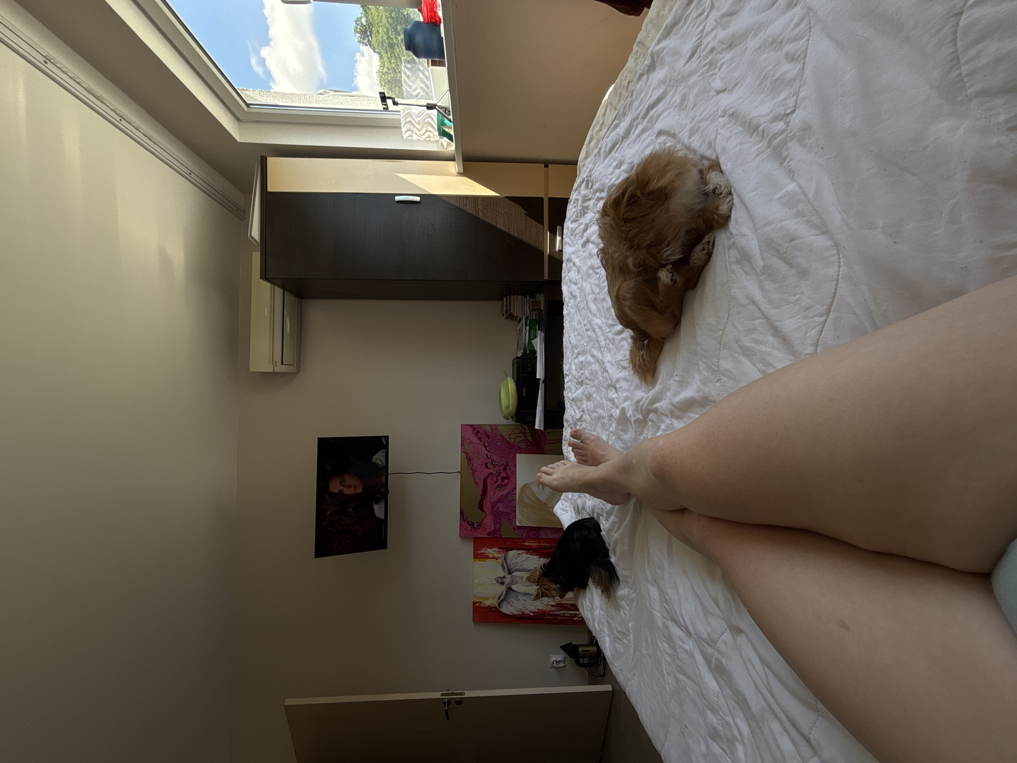 The image depicts an interior bedroom scene, likely in an apartment, with sunlight streaming in from a window. In the foreground, a person's legs are visible, crossed at the thighs, lying on a white duvet-covered bed. Two dogs are also on the bed: a small black dog in the mid-ground on the left, and a medium-sized tan dog curled up on the right, facing away from the camera. The room contains various objects, including a mounted television displaying an image of a woman, several paintings leaning against the wall, an air conditioning unit, a dark brown and cream wardrobe, and a window with a view of trees and a blue sky with clouds. The overall impression is of a domestic, relaxed setting. There is no information in the image to suggest the location is specifically in Sochi, Russia.