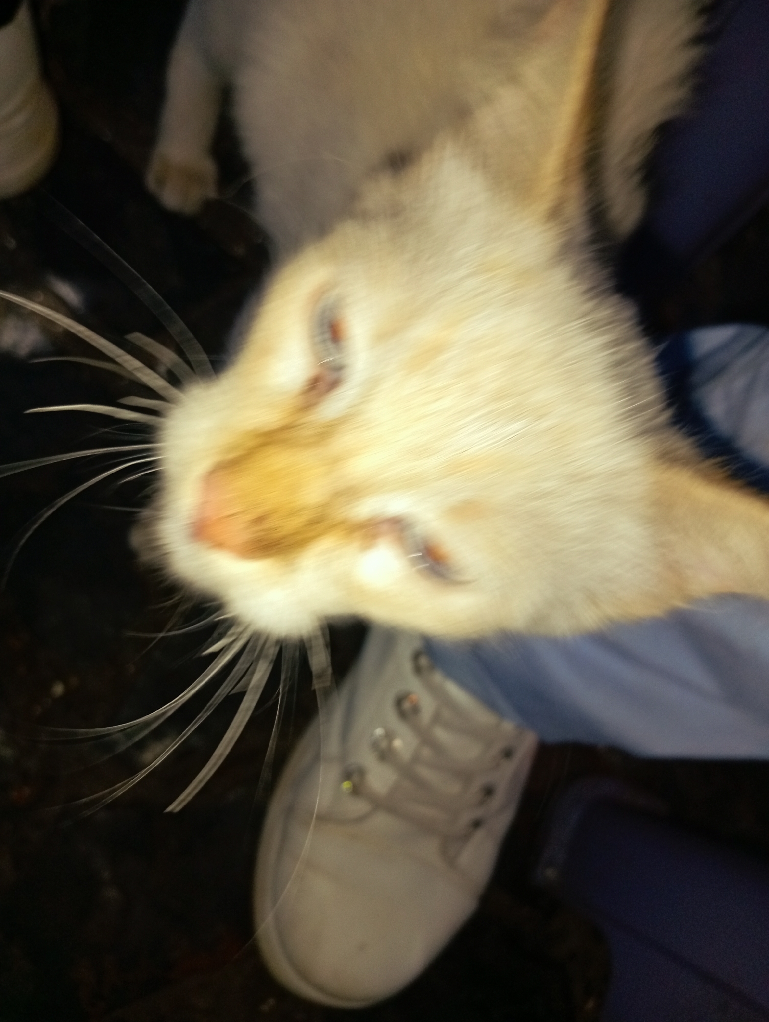 A blurred image shows a pale orange cat lying on a person's lap, with a white sneaker visible below. The cat's whiskers are prominent and its eyes are partially closed. The person is wearing light blue clothing. The location is Juan Griego, Venezuela.