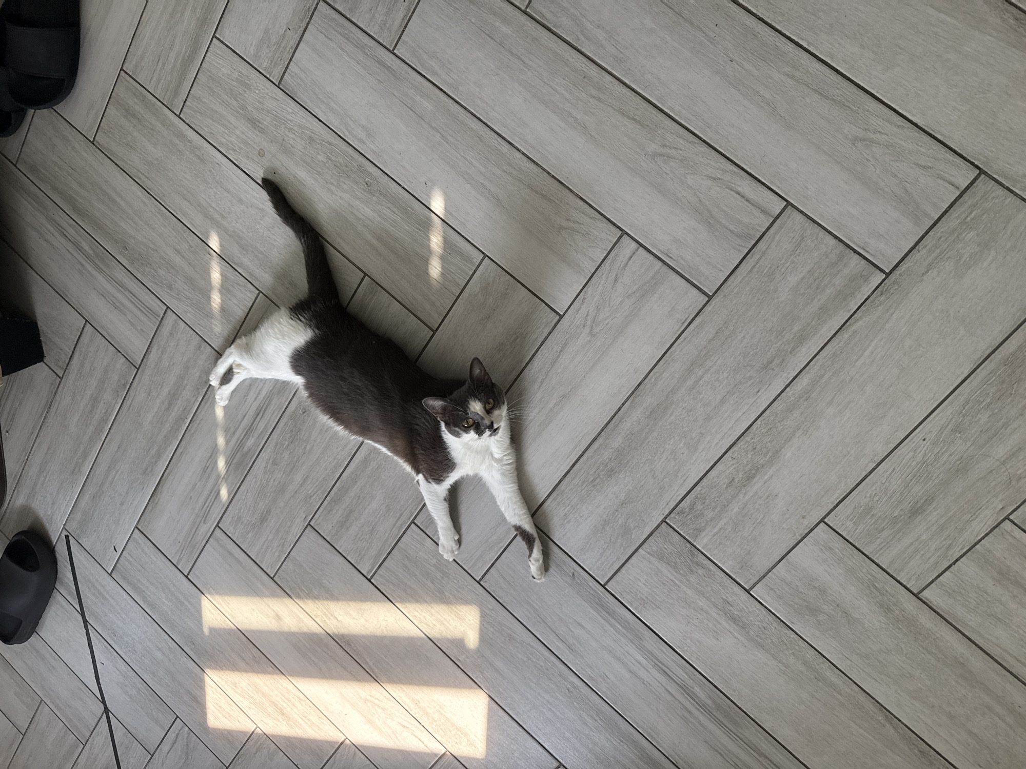 A domestic cat with grey and white fur is lying stretched out on a light grey, wood-look tile floor laid in a herringbone pattern. The cat is positioned diagonally across the frame, with its head facing towards the right and its body extending towards the left. The cat's fur is predominantly grey on its back and tail, with white on its chest, paws, and parts of its face. It has distinctive grey markings on its white face, including around its eyes and nose.
Sunlight is streaming in from the left side of the image, casting bright rectangular patches and diagonal shadows across the floor and on the cat's body, indicating it's likely daytime. The light creates a warm contrast with the cooler tones of the tile.
In the upper left corner, a black sandal is partially visible, suggesting a home or indoor environment. Further down and to the left, another black sandal is visible, as is a thin black object that might be a cable or cord. The floor tiles are rectangular and have a subtle wood grain texture, with dark grout lines separating them.
The cat appears relaxed, its body elongated and limbs splayed out, suggesting it is enjoying the warmth of the sun. The overall mood is peaceful and domestic. There is no visible text in the image.