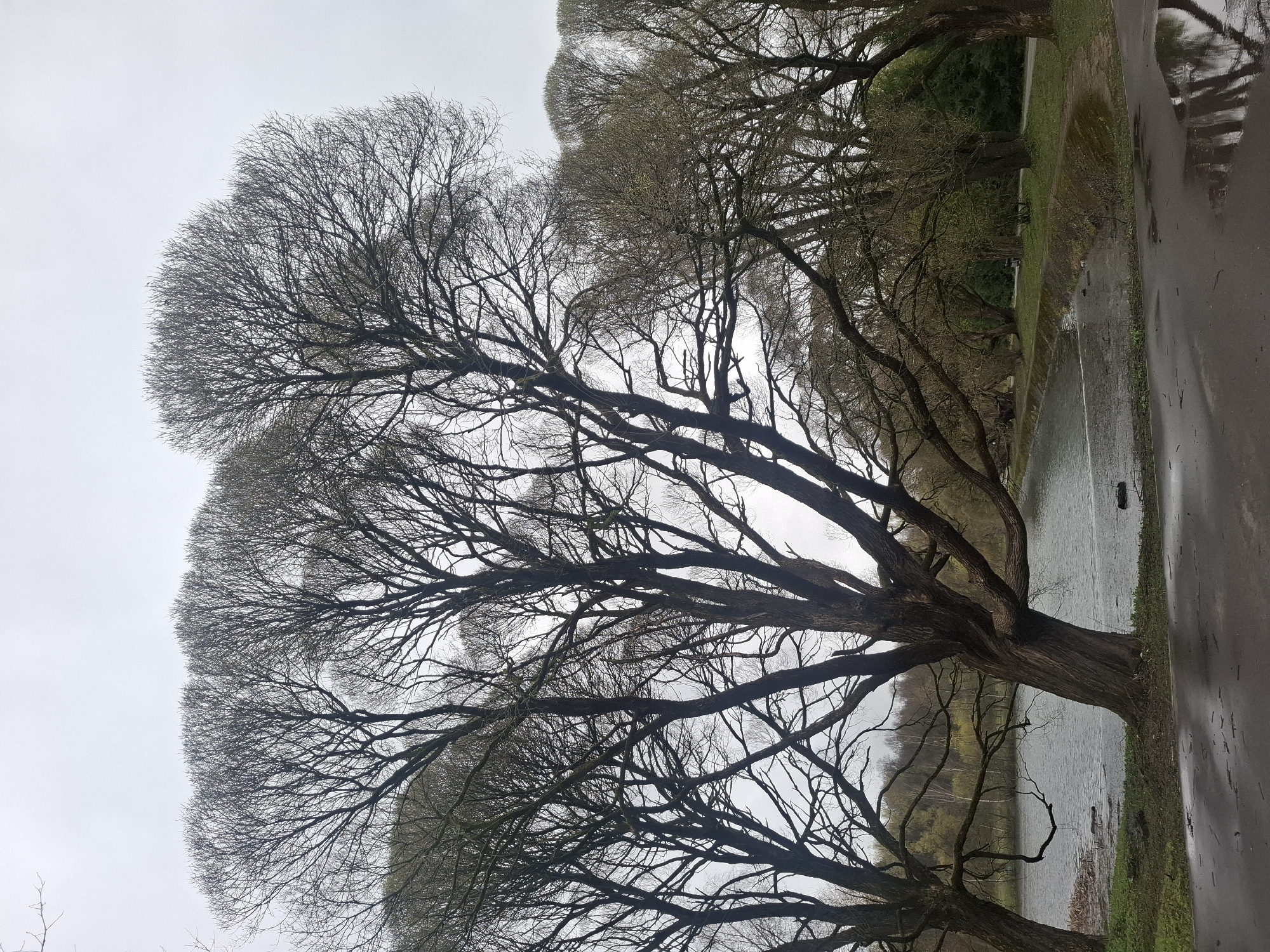 The image captures an overcast, somber scene, likely in a park during late winter or early spring, given the bare branches of the trees. The dominant feature is a large, mature tree, possibly a willow, positioned prominently in the left and central foreground. Its expansive canopy, devoid of leaves, forms an intricate network of dark, gnarled branches silhouetted against a uniformly light grey sky.
To the right of this main tree, a calm body of water, likely a pond or lake, extends horizontally across the midground. The water's surface reflects the muted tones of the sky and surrounding environment. Along the far right edge of the frame, a dark, wet paved path or road runs parallel to the water's edge, separated by a strip of green grass. The wetness of the path and ground suggests recent rain or damp conditions.
Further back, beyond the water, other bare trees and patches of evergreen foliage are visible, adding depth to the scene. The overall impression is one of quietude and dormancy, characteristic of the changing seasons. The location context indicates this park scene is in Moscow, Russia. There is no visible text in the image.