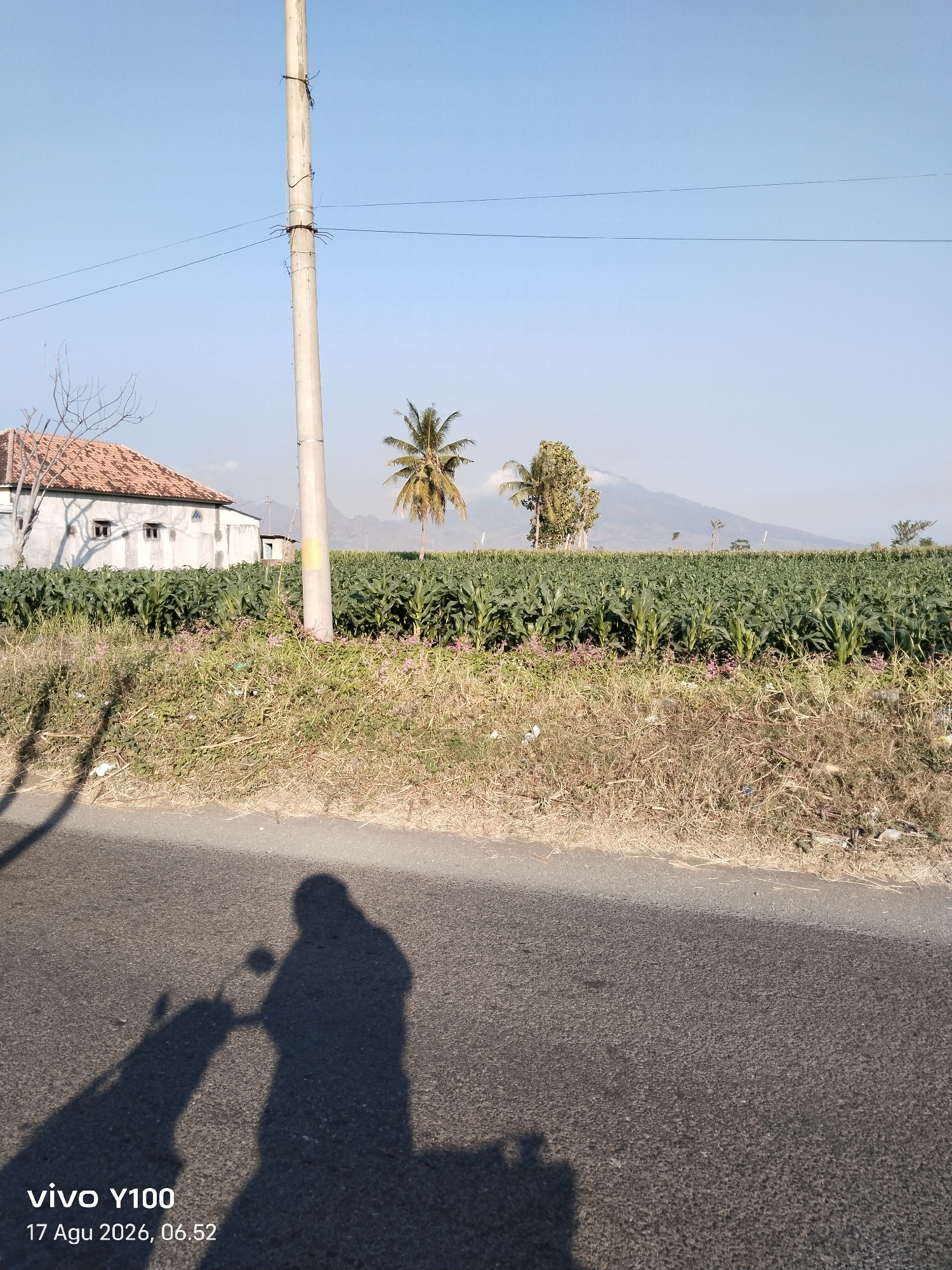 A wide shot captures a rural scene under a clear blue sky, likely in Paowan, Indonesia. In the foreground, a paved road occupies the bottom third of the frame, with the elongated shadows of a person on a motorcycle cast across it. To the left of the road, a dry, grassy embankment slopes upwards. Beyond the embankment, a dense field of green corn stalks stretches horizontally across the mid-ground. To the left of the cornfield, a white building with a red-tiled roof is partially visible, featuring two small, dark-paned windows. A bare tree stands to the left of the building. Further back, two palm trees rise above the cornfield, with a misty mountain range visible in the far distance. A tall, grey utility pole with wires running across it stands prominently in the center of the frame. The timestamp "vivo Y100 17 Agu 2026, 06.52" is overlaid on the lower left of the image.