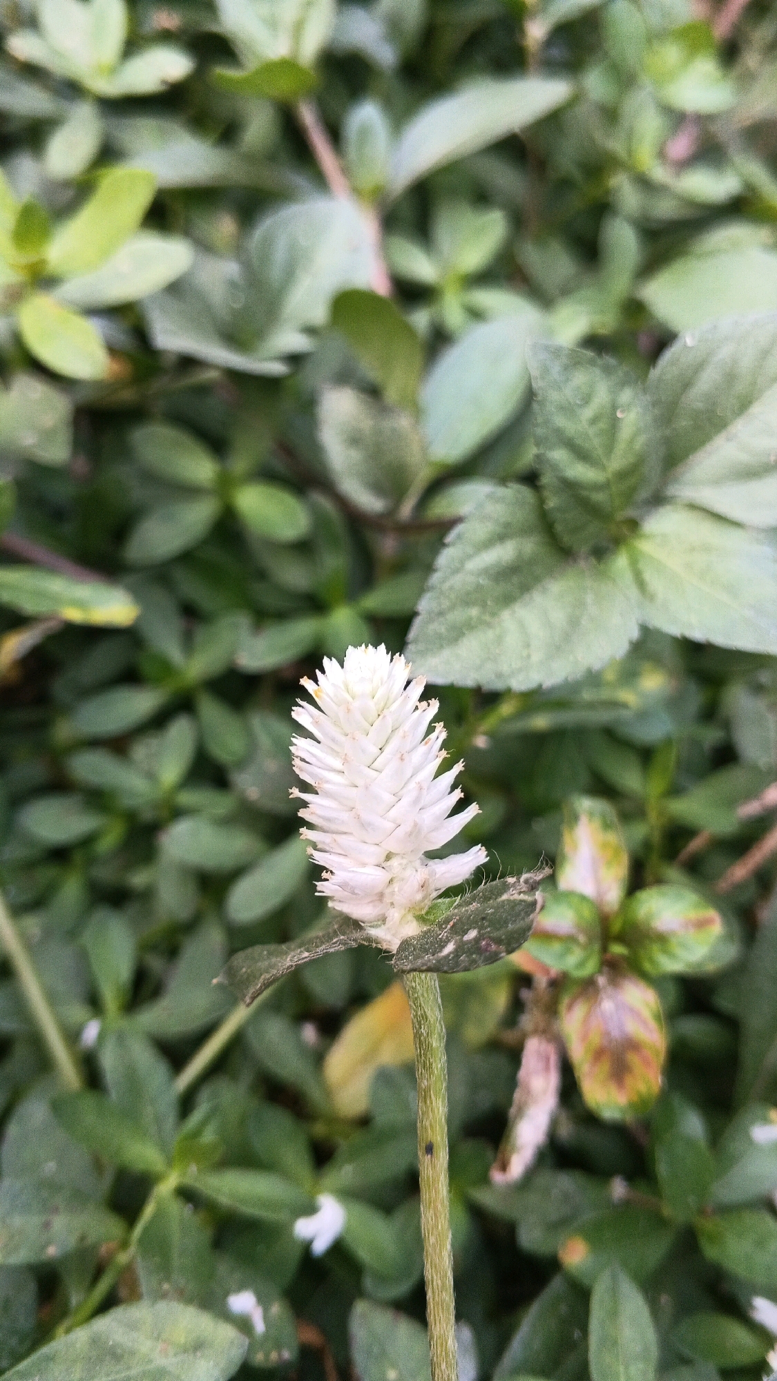 A close-up, vertical shot focuses on a single, white, feathery flower head growing on a thin green stem. The flower is cylindrical and composed of many small, pointed florets that are tightly packed together, giving it a spiky appearance. Some of the florets have tiny brown tips. The stem is textured and slightly fuzzy, with a single small black insect visible on its surface. The flower is positioned slightly to the right of the center of the frame.
The background is dominated by lush, green foliage. The leaves are varied in shape and size, with some appearing smooth and others slightly fuzzy. There are areas of lighter green interspersed with darker shades, suggesting varying levels of light and possibly different plant species. In the lower right portion of the image, some leaves exhibit a reddish-brown discoloration, hinting at autumn colors or perhaps a plant in a different stage of growth. The overall impression of the environment is one of natural growth and abundant greenery. The image is clear and sharp on the flower and stem, with the background softly blurred, creating a shallow depth of field.