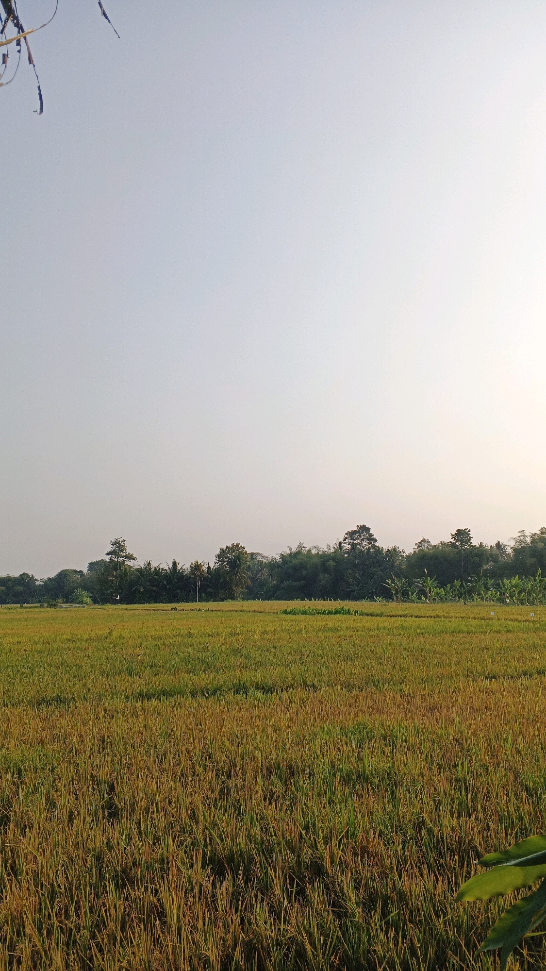 An outdoor, vertical, medium shot captures a rice paddy field in Minggir, Indonesia, under a hazy sky with the sun low on the horizon, casting a warm glow. The foreground is dominated by the golden-brown hues of ripe rice stalks, with some green interspersed. In the mid-ground, the field continues, appearing slightly more green, with small, dark figures that could be people or animals scattered sparsely. A distant line of lush green trees and foliage forms the background, creating a natural barrier between the field and the sky. A few thin, dark, dangling objects are visible in the upper left corner of the frame, possibly part of a kite or decoration. The overall impression is one of a rural, agricultural landscape at dusk.