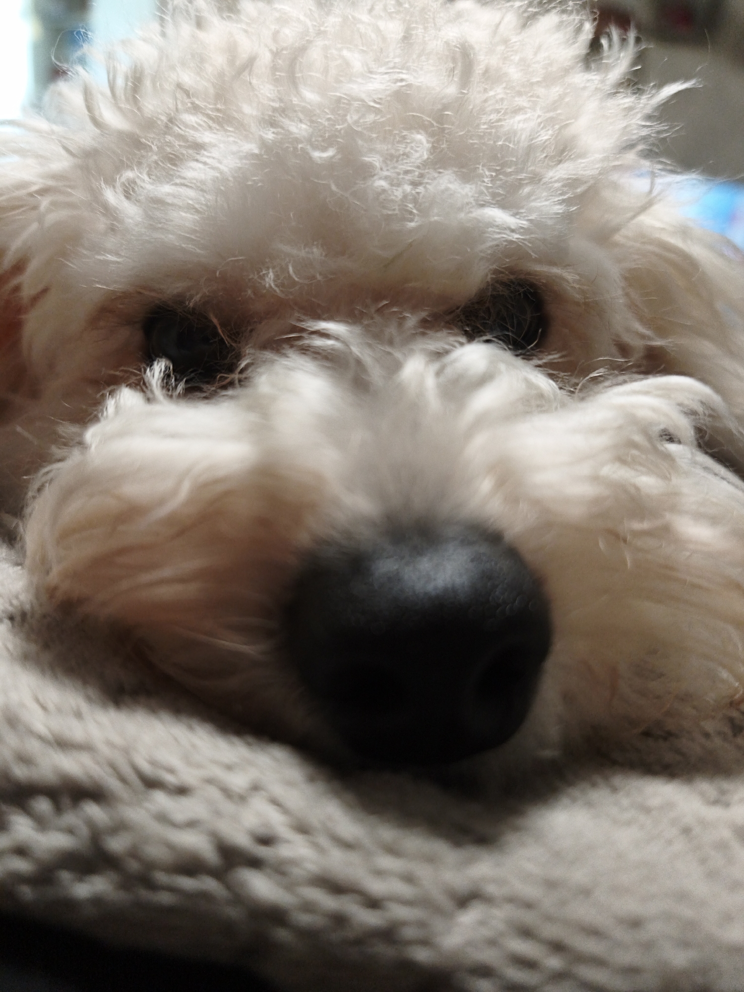 An extreme close-up photograph captures the face of a fluffy white dog, possibly a Poodle or a similar breed, resting on a soft, textured surface that appears to be a blanket. The dog's head is lowered, with its prominent black nose in the foreground, slightly out of focus but showing some texture. Its eyes, dark and partially obscured by the surrounding white fur, gaze forward or slightly downward, suggesting a calm or sleepy state. The fur around the eyes and snout is thick and slightly disheveled, characteristic of a fluffy coat. The top of the dog's head is also covered in similar light-colored fur, contrasting with the dark features of its face. The background is softly blurred, showing hints of light blue and other indistinct shapes, indicating an indoor setting. No specific details about the time of day or weather are discernible, though the lighting appears soft and ambient. There is no visible text in the image. The overall impression is one of peaceful rest. This scene takes place in Chaikovsky, Russia.