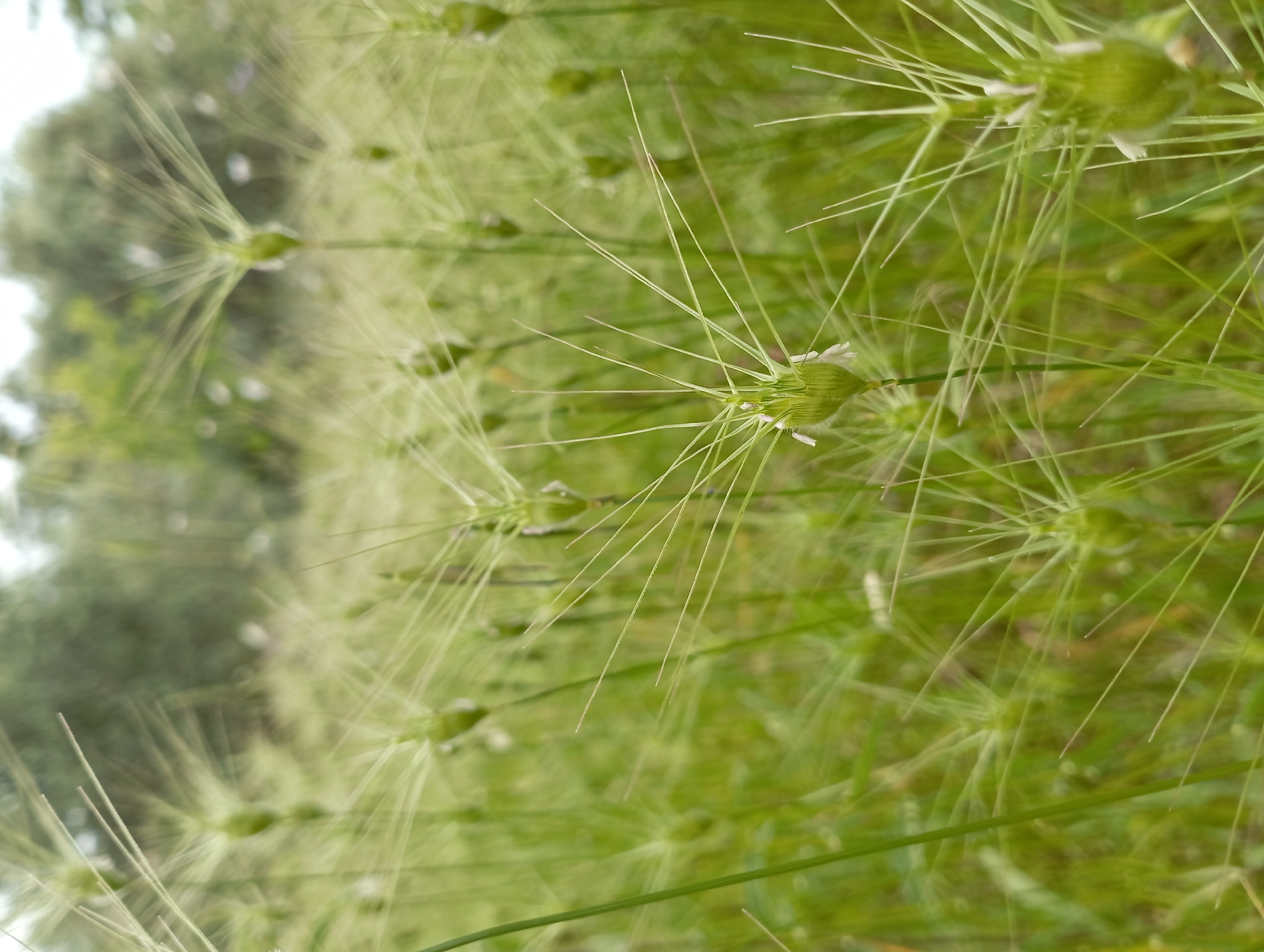 The image shows a close-up view of a field of flowering grasses, potentially in Dalaman, Turkey. The grass features a rounded, green seed head from which long, thin, needle-like extensions protrude, creating a starburst effect. The background is blurred, suggesting a shallow depth of field, and includes other similar grasses and foliage, with hints of trees. The scene is predominantly green.