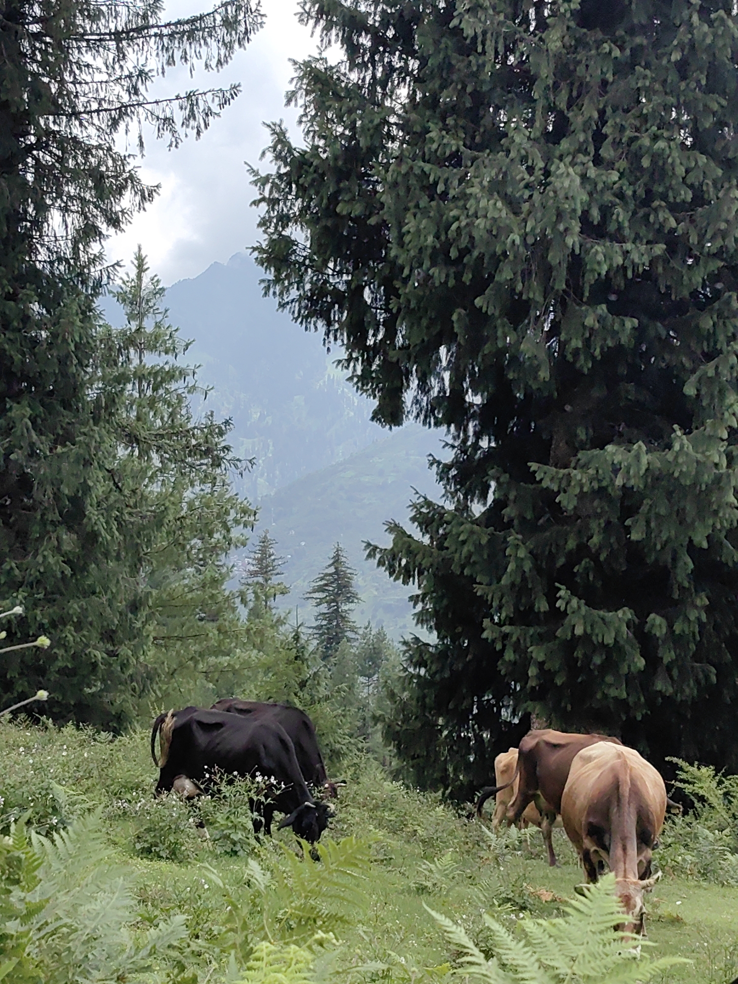 The image depicts a pastoral scene in Kothi, India, characterized by lush green vegetation and mountainous terrain. In the foreground, several cows are grazing in a meadow dotted with ferns and small white flowers. Two dark-colored cows are positioned on the left, while lighter-brown cows are to the right. Behind the grazing animals, dense coniferous trees form a natural frame, their dark green foliage contrasting with the softer greens of the meadow. In the distance, a hazy mountain range rises, its slopes covered in mist and further forestation, suggesting a high-altitude environment. The sky is overcast, with soft clouds contributing to the muted, natural lighting of the scene. The overall impression is one of tranquility and natural beauty within the rural landscape of Kothi.