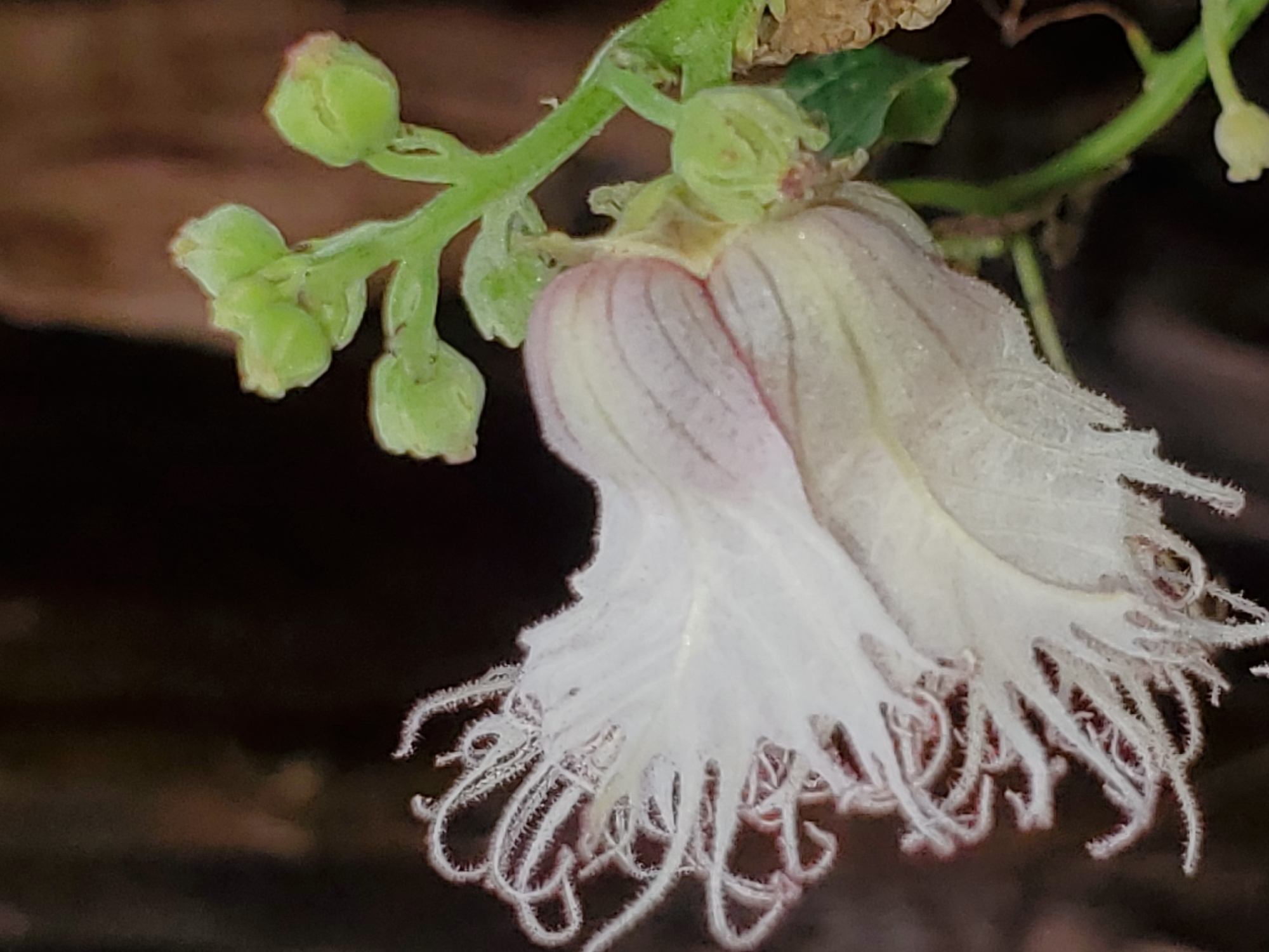 A close-up shot shows a single, distinctive flower with white, feathery petals. The petals curl and fringe downwards, giving the flower a soft, delicate appearance. The upper part of the petals displays a faint pink hue. Adjacent to the flower are several small, green buds on a green stem, suggesting a cluster of potential blooms. The background is a dark, indistinct brown, possibly soil or decaying vegetation. There is no indication of any specific location in the city of Obosi, Nigeria in the image, and it's unclear if the image was taken there.