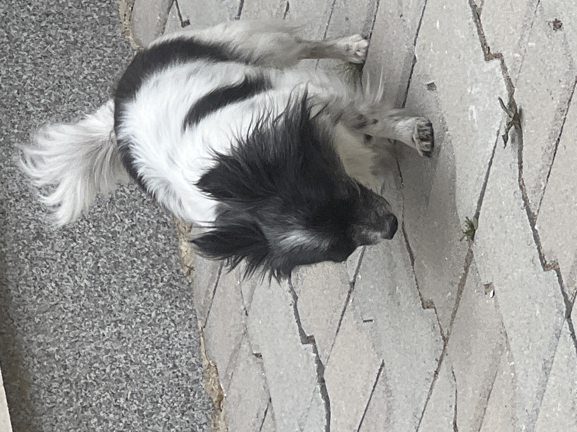A medium shot captures a black and white long-haired dog sniffing the ground on a paved pathway. The dog's fur is primarily white with black patches, and its tail is held high and bushy. The pathway is made of rectangular grey stones with visible cracks and some greenery emerging from them. In the background, a textured grey wall borders the pathway. The lighting suggests an outdoor setting during the daytime.
