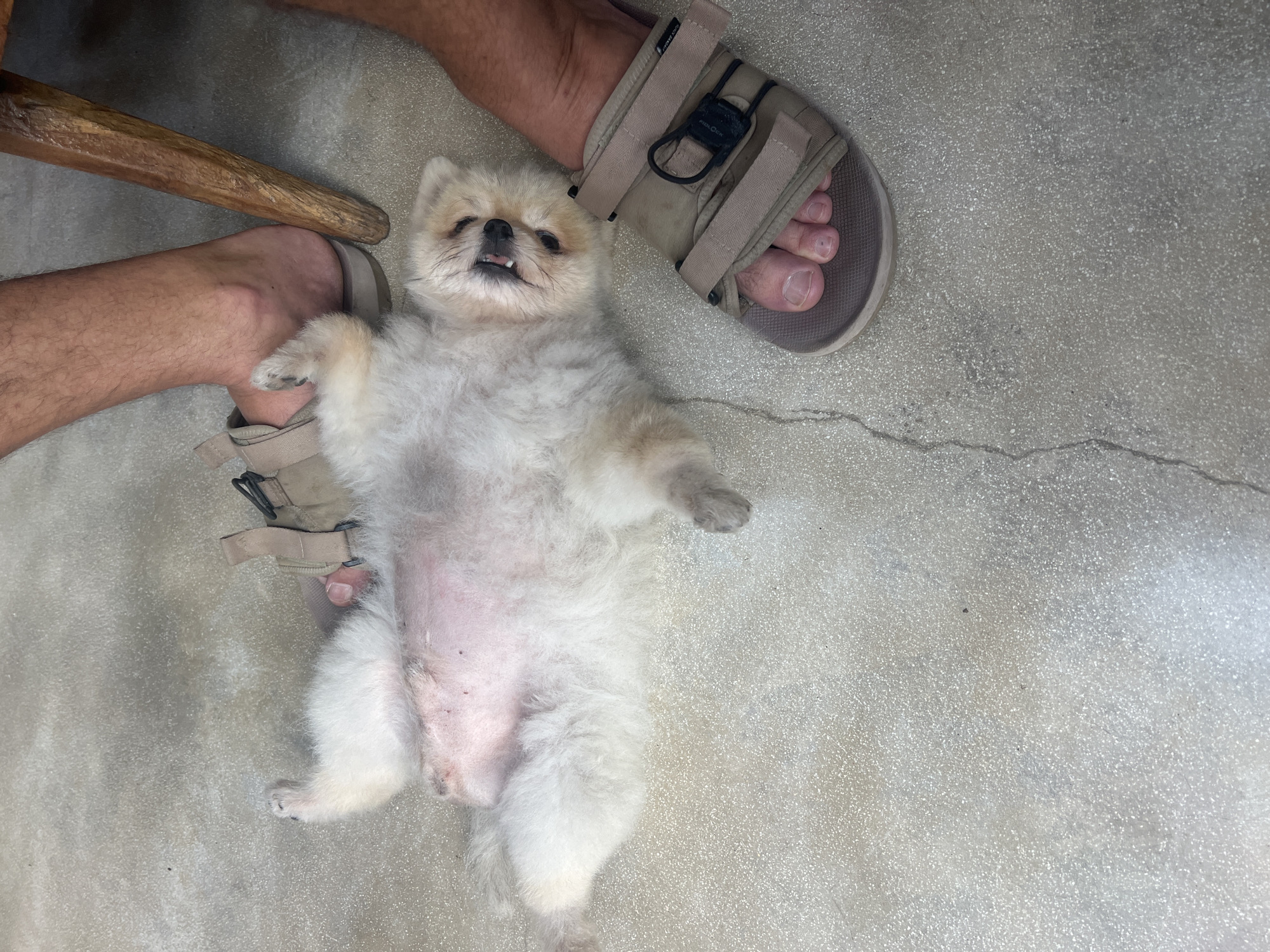 A tan-colored Pomeranian dog is lying on its back on a speckled gray concrete floor. The dog is facing the camera with its mouth open and tongue slightly out, appearing to be relaxed or playing. Two adult human feet wearing tan sandals are visible on either side of the dog. One foot is on the left, and the other is on the right. A portion of a dark wooden chair leg is present in the upper right corner of the image. The scene appears to be indoors, possibly in a residential or commercial space. The lighting suggests daylight.