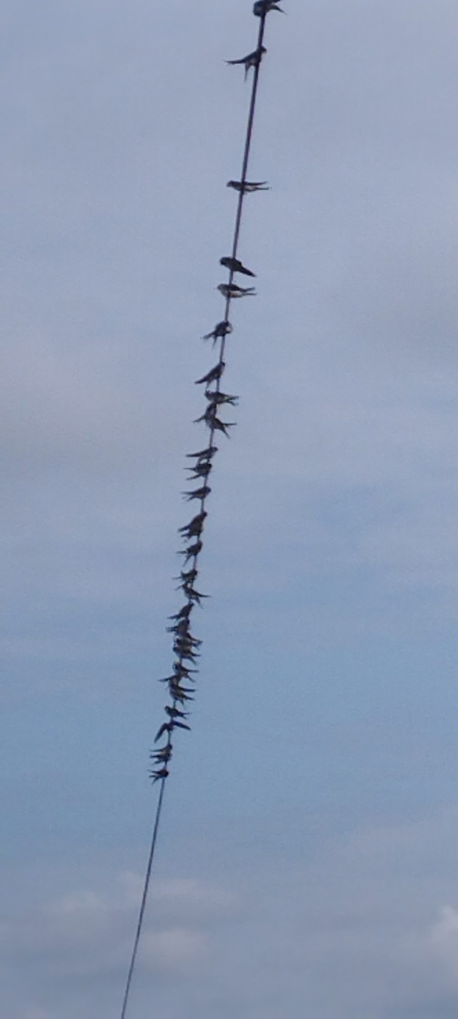 A flock of approximately 25 small birds are perched in a single-file line on a thin wire, likely a power line or telephone line. The birds are dark in color, silhouetted against a pale blue sky with scattered white clouds. The wire runs diagonally from the upper left to the lower right of the frame. The image appears to have been taken from below the birds, looking upwards. The scene is set in an outdoor environment, with the sky dominating the background. The birds are evenly spaced, with some appearing to face left and others to the right. No specific city or location is visible within the image itself.