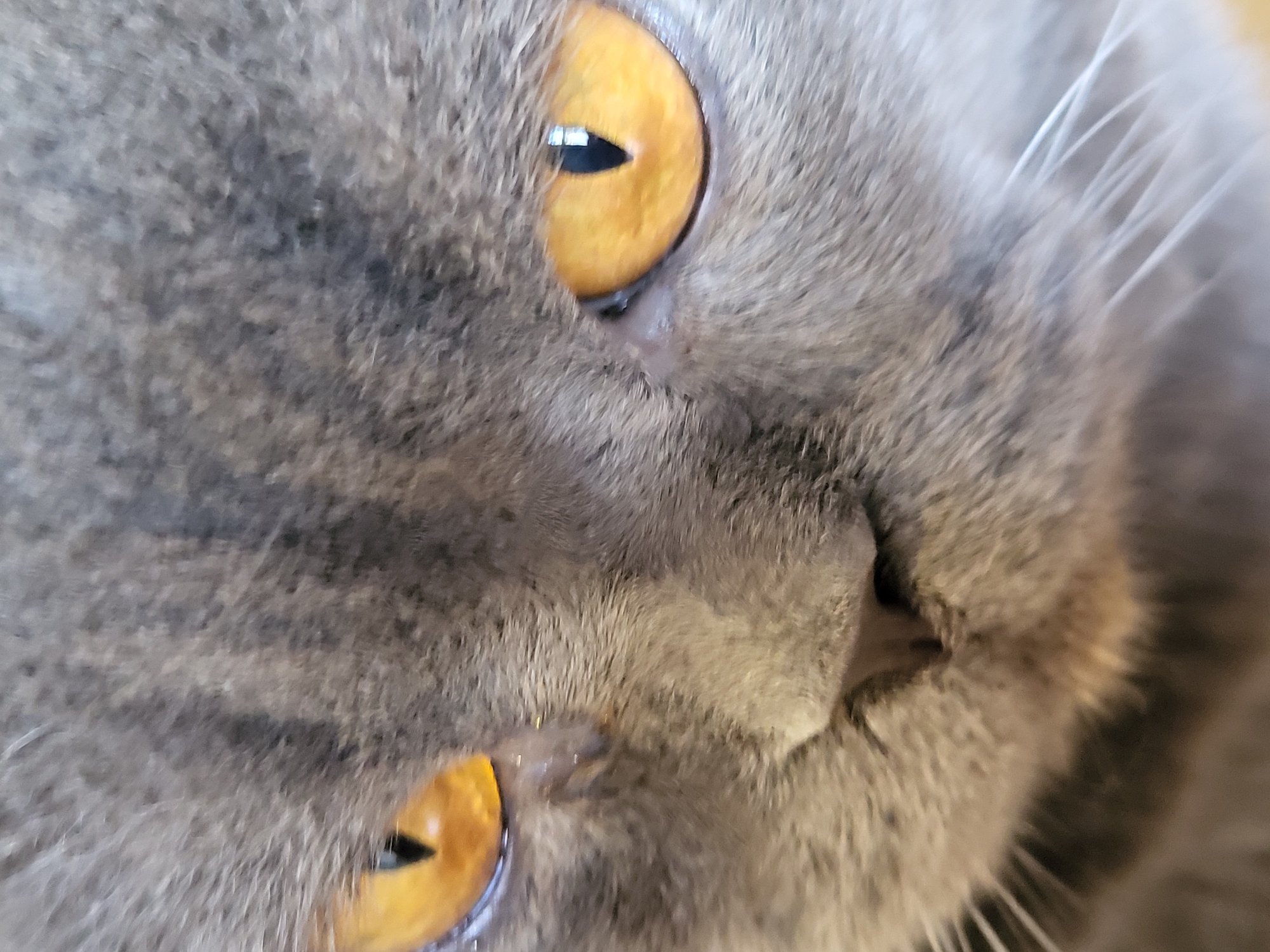 A close-up photograph depicts the face of a grey cat with striking golden eyes. The cat's fur appears soft and dense, with subtle variations in tone. The image focuses on the eyes, nose, and surrounding facial features, leaving the background blurred and indistinct. The location is Unknown, Unknown.