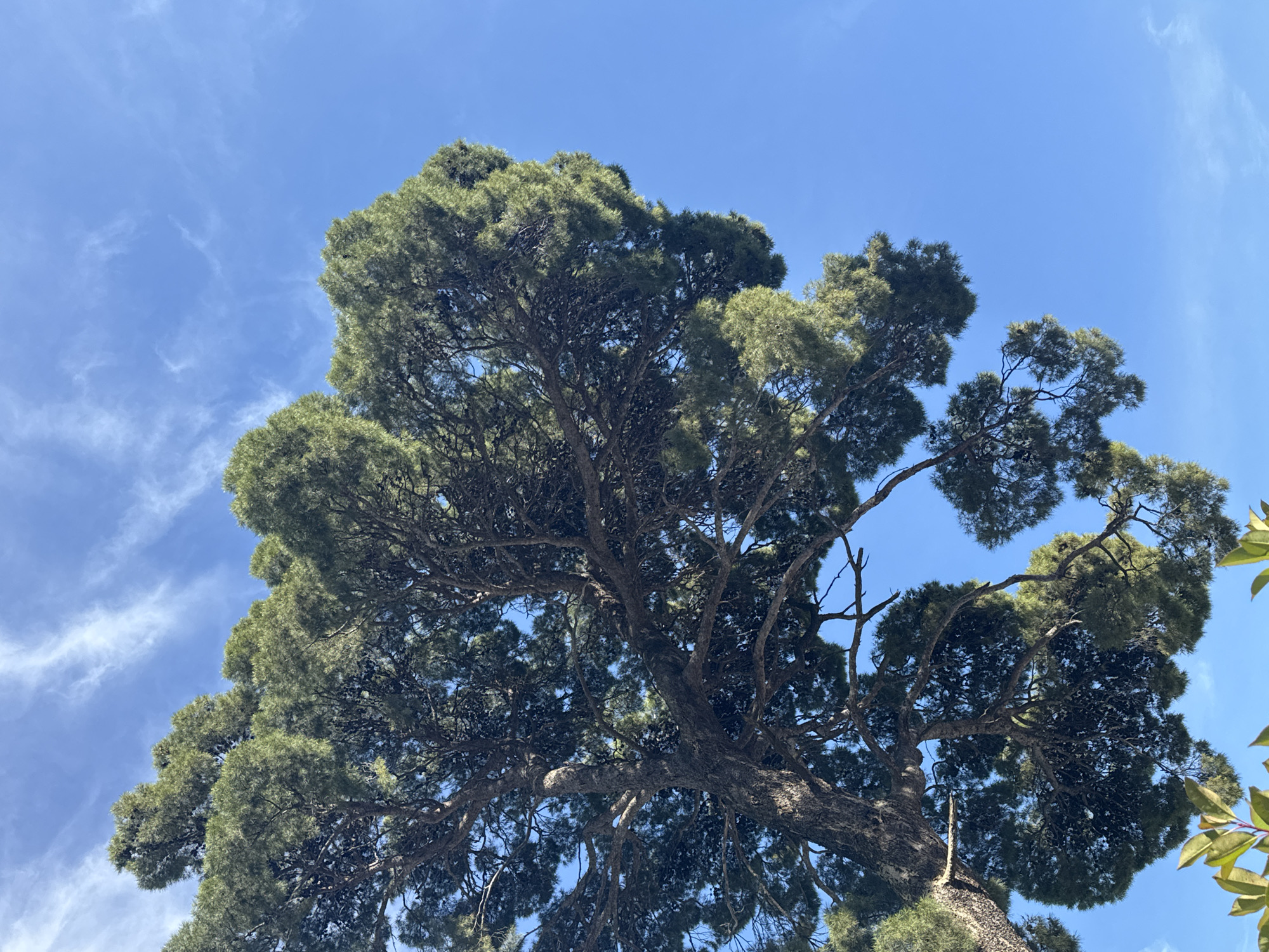 The image captures a large tree against a bright blue sky with wispy clouds. The tree's canopy is dense with dark green foliage, and its branches are visible through the leaves. The photo appears to have been taken from a low angle, looking up at the tree. The location is Herceg Novi, Montenegro.