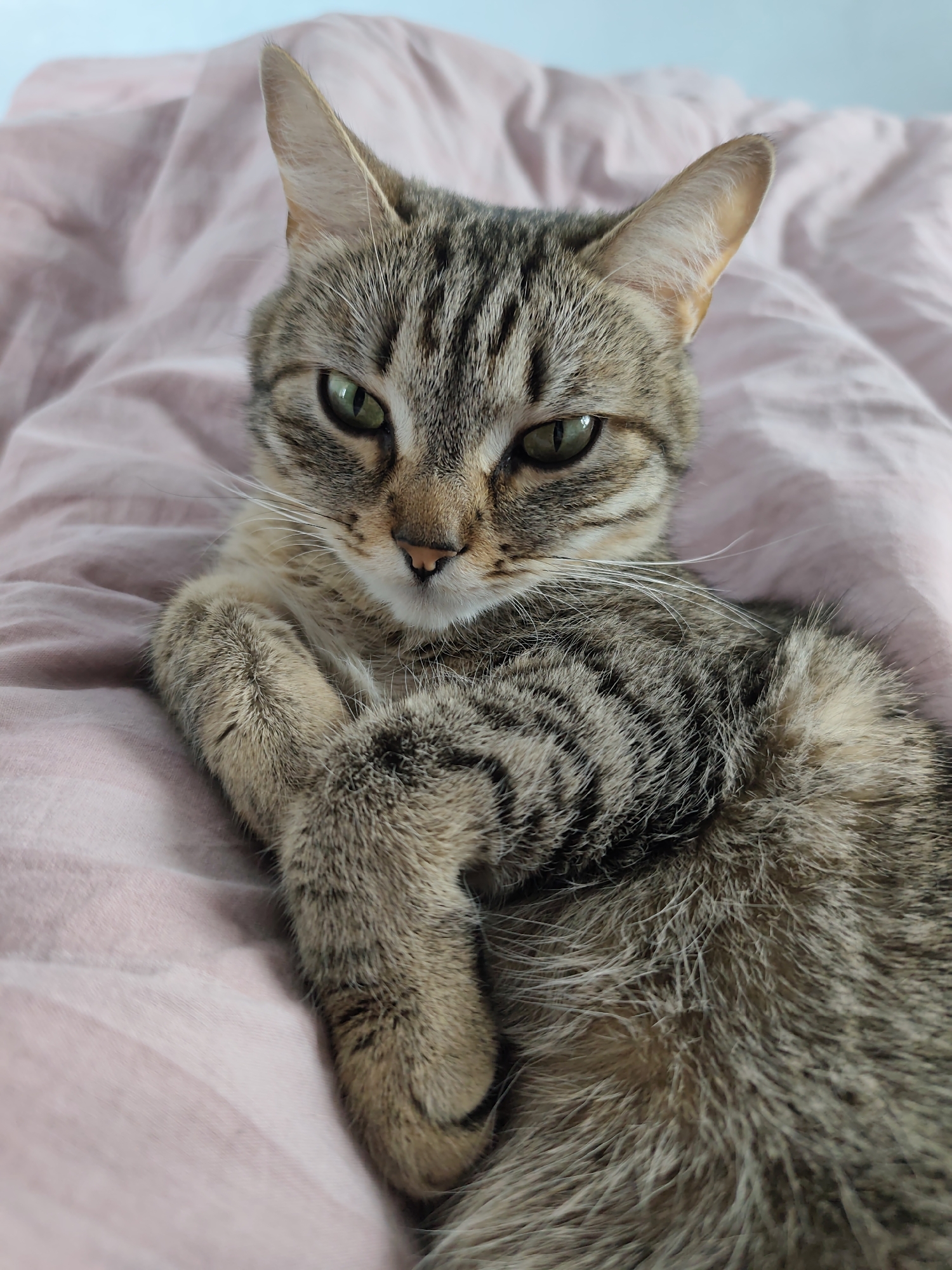 A tabby cat with green eyes and brown and black striped fur is lying on a pink striped bedspread. The cat is positioned in the center of the frame, facing the camera with a slightly tilted head and a somewhat stern expression. Its paws are crossed in front of it, close to its chest. The background is blurred, showing only the pink striped bedspread and a hint of a light blue wall above. The location is likely a home interior, but there is no information to indicate the location as the city of Chaikovsky, Russia.