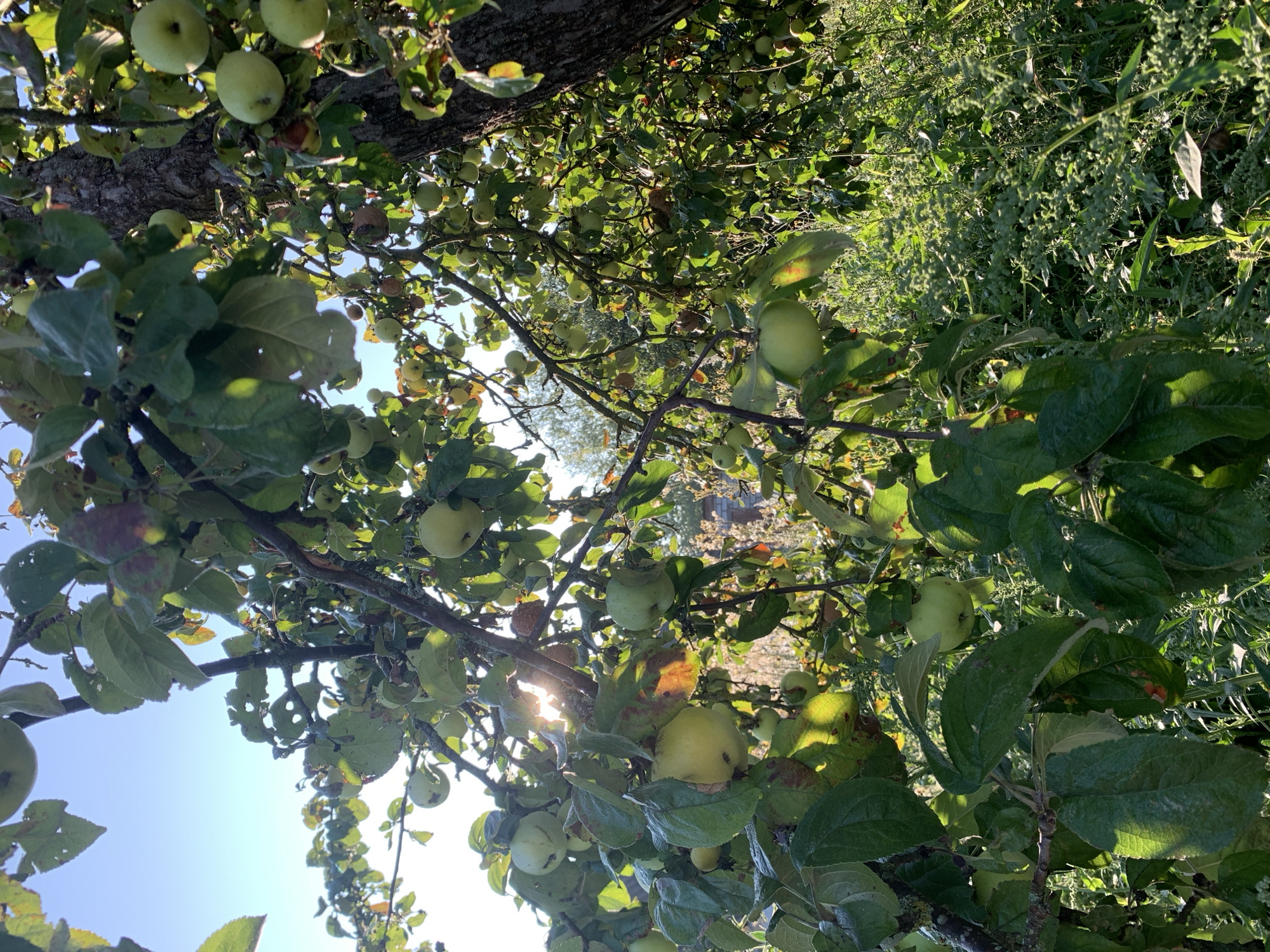 The image depicts an apple tree laden with green apples, set against a backdrop of lush green foliage and a clear blue sky. The sun's rays filter through the leaves, casting dappled light on the apples and branches. The lower portion of the image reveals a dense growth of weeds and other plants, suggesting an outdoor setting, likely a garden or orchard. The presence of an apple tree and the overgrown undergrowth indicates a rural or semi-rural environment. Without specific landmarks or identifying features, pinpointing the exact location within Kapyĺ, Belarus, is not possible solely from this visual information.